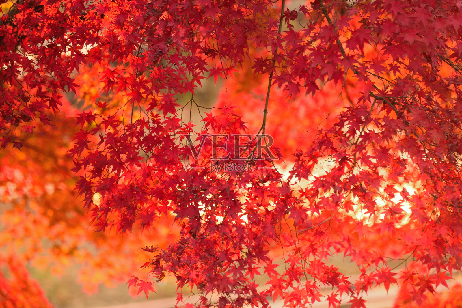生机勃勃的日本秋枫叶景观与模糊的背景照片摄影图片