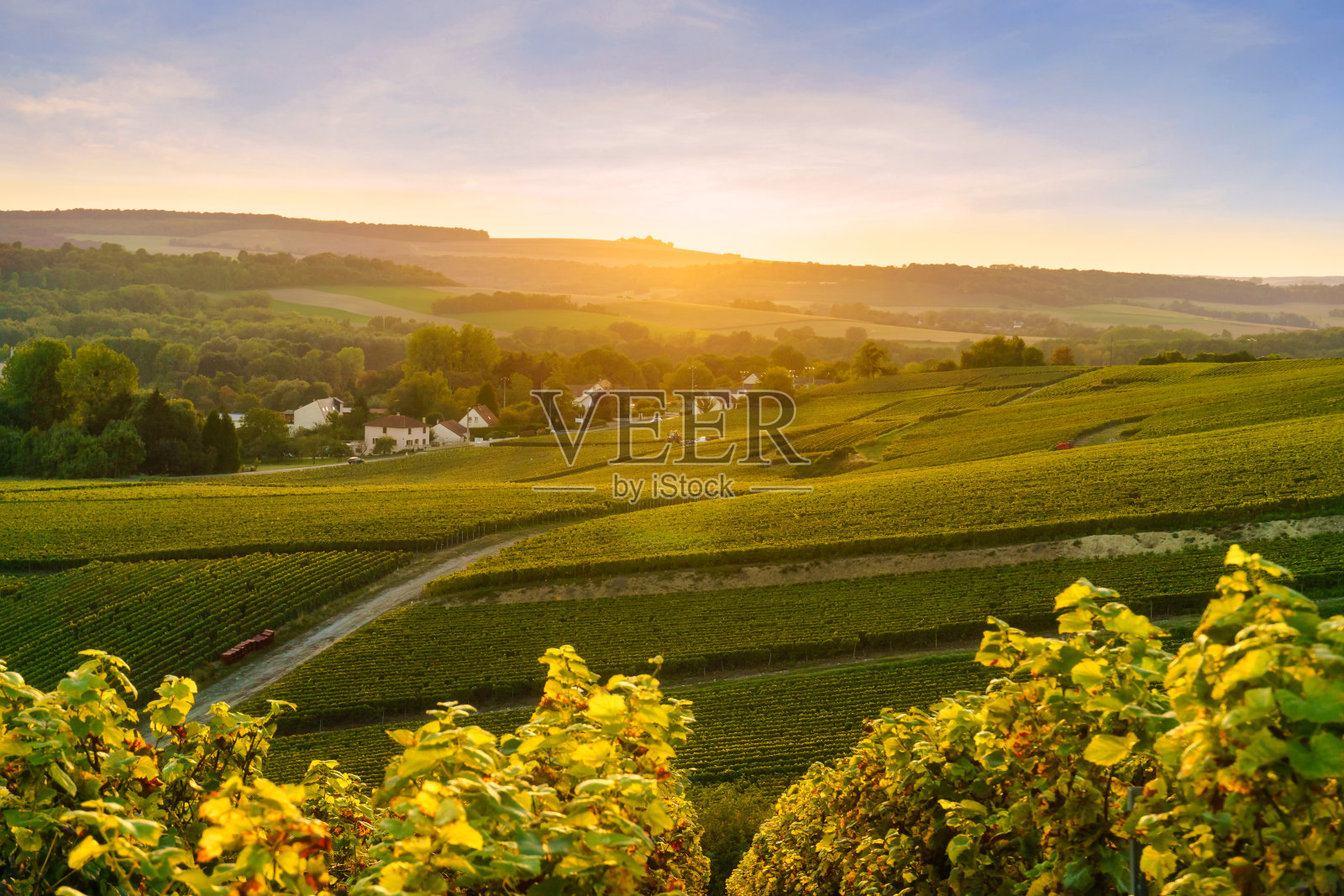 日出时分，风景优美的香槟，位于法国兰斯蒙太尼的葡萄园照片摄影图片