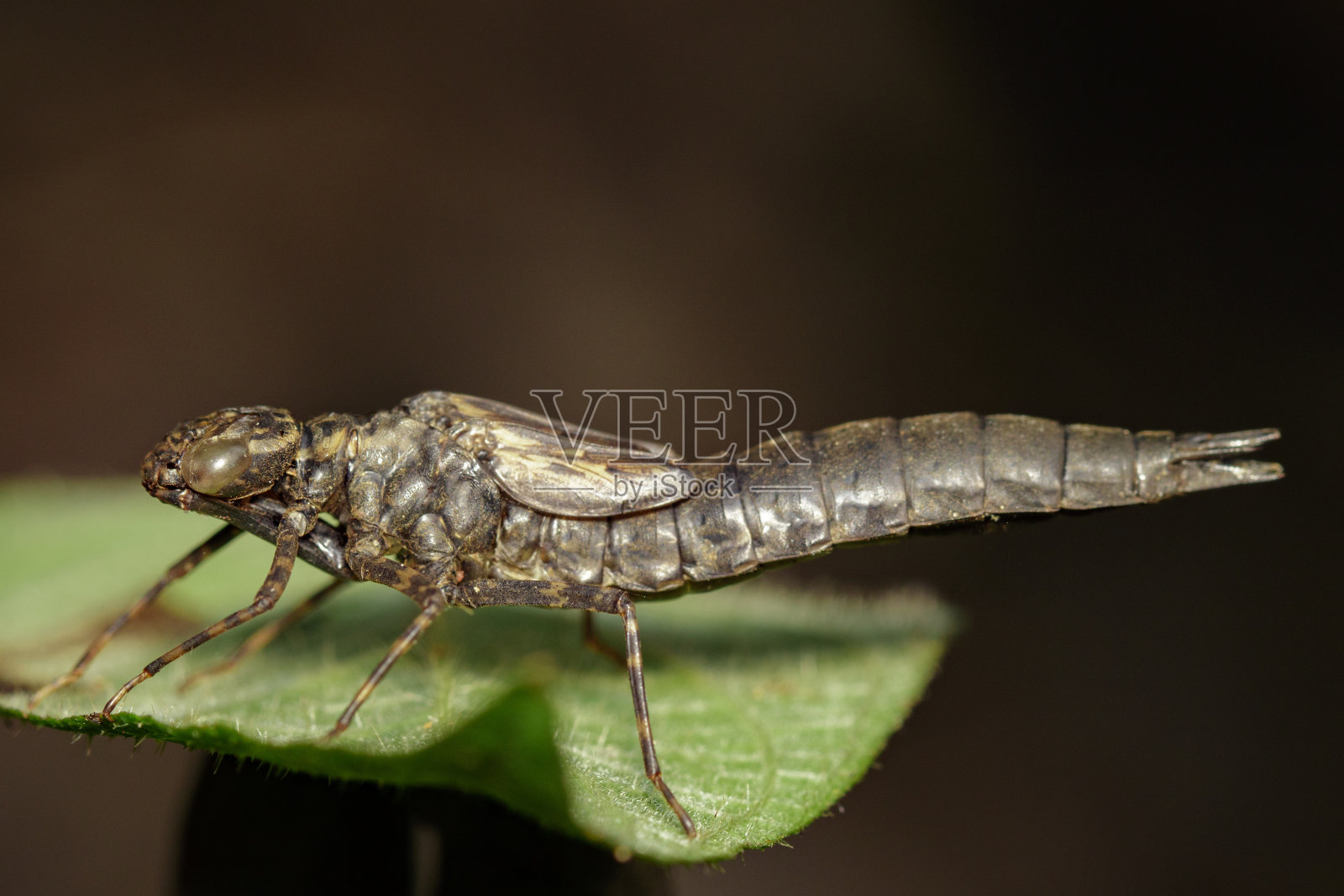 在绿叶上干燥的蜻蜓幼虫的图像。昆虫的动物照片摄影图片