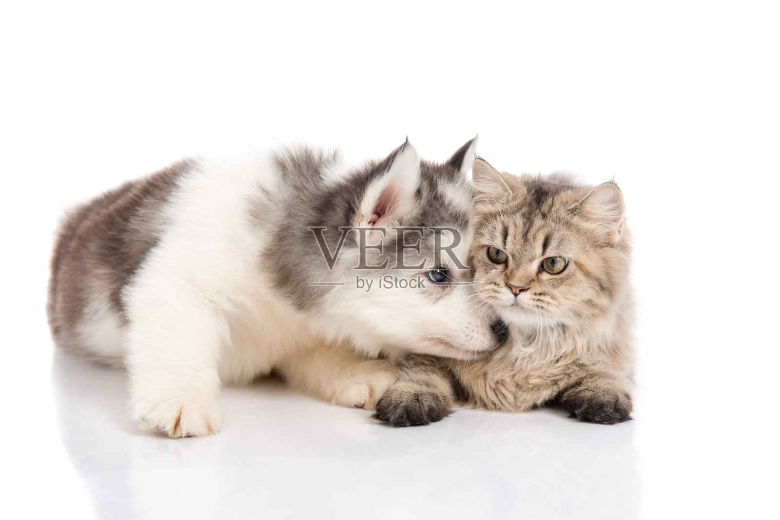 可爱的西伯利亚哈士奇小狗亲吻可爱的小猫照片摄影图片