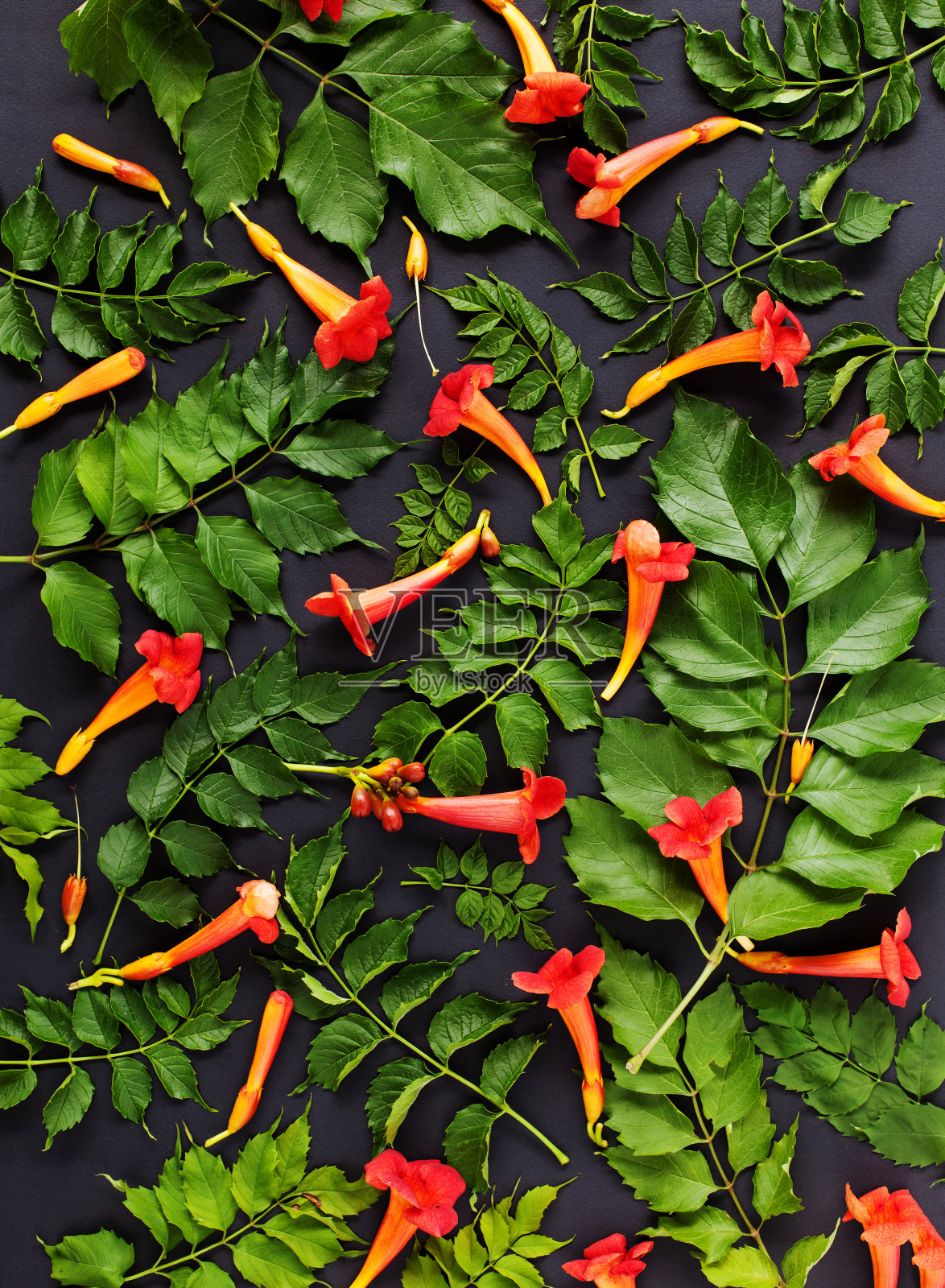 绿色的叶子和橙色的花，花的图案在黑色的背景。照片摄影图片