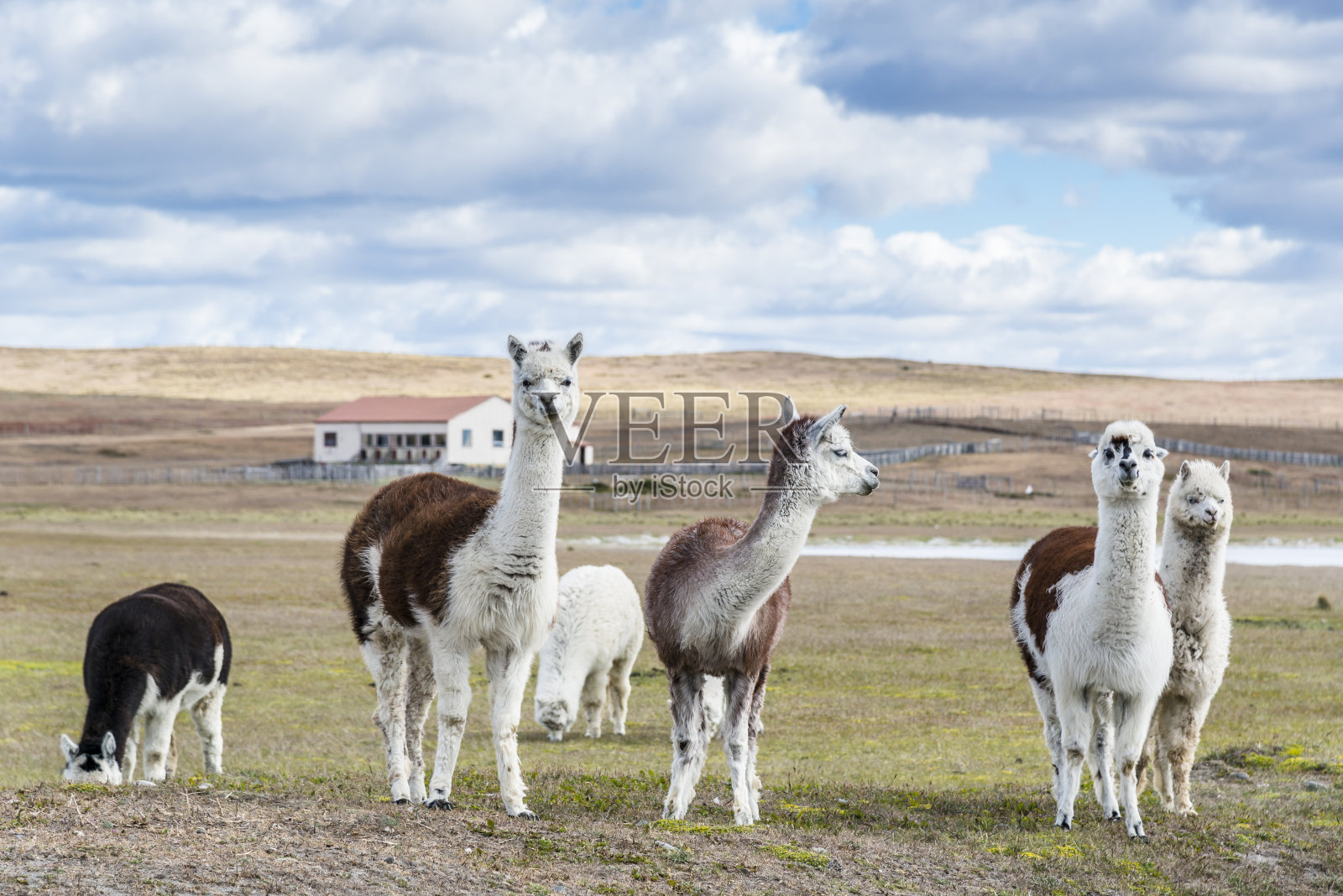 农场里的大羊驼。巴塔哥尼亚照片摄影图片