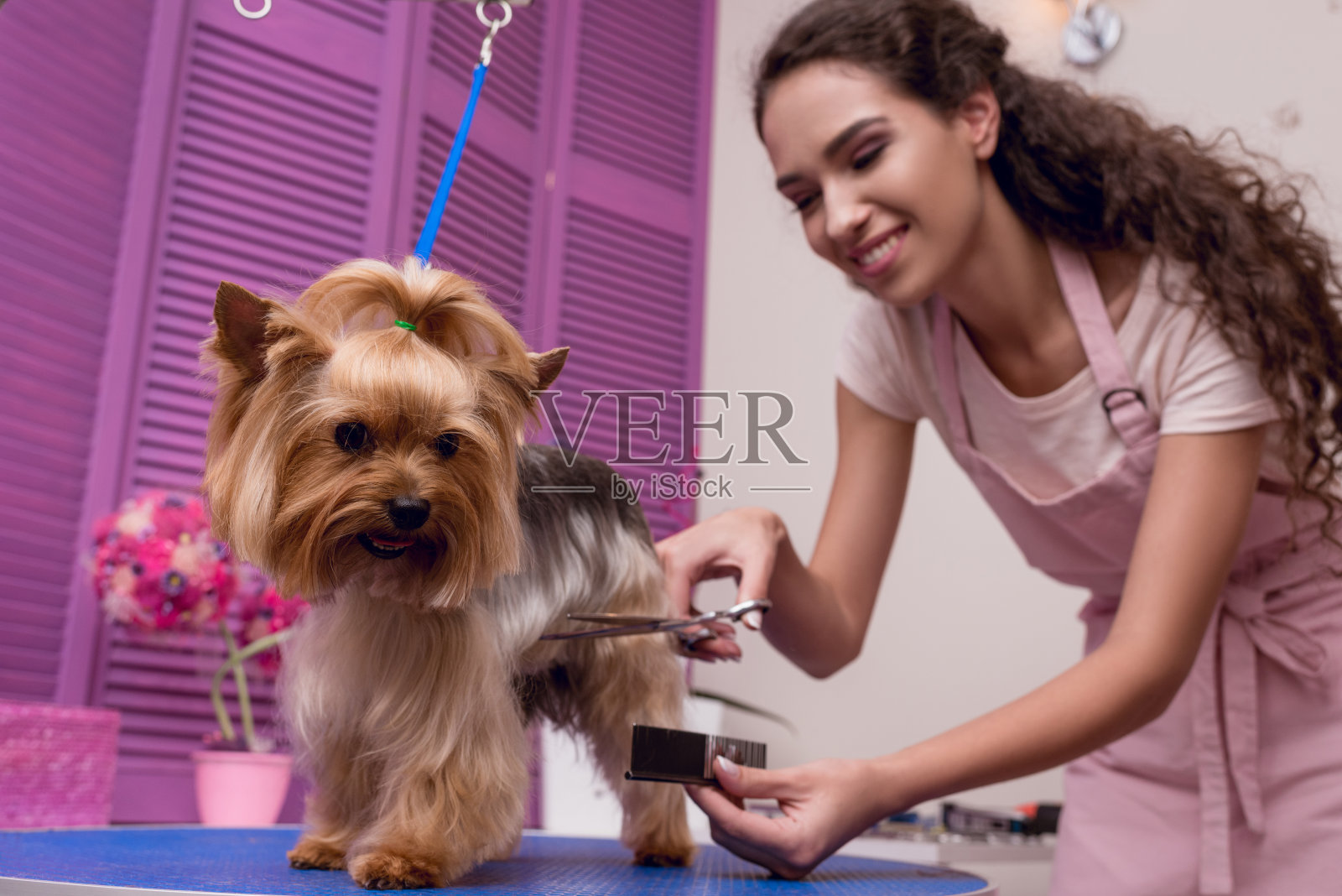 年轻的专业美容师拿着梳子和剪刀在宠物沙龙梳理狗照片摄影图片