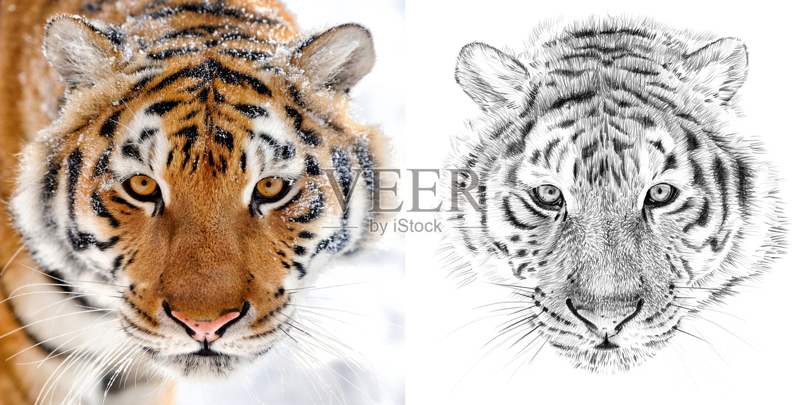 用铅笔手绘老虎前后的肖像插画图片素材