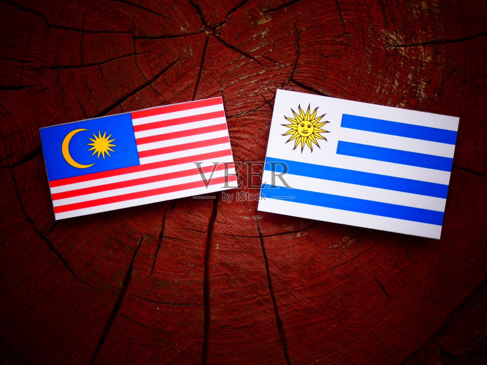孤立的树桩上悬挂着马来西亚国旗和乌拉圭国旗照片摄影图片
