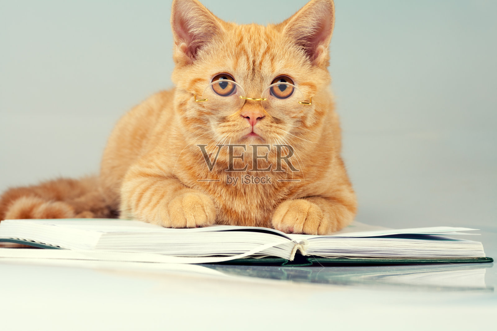 戴眼镜的红猫躺在一本书上照片摄影图片