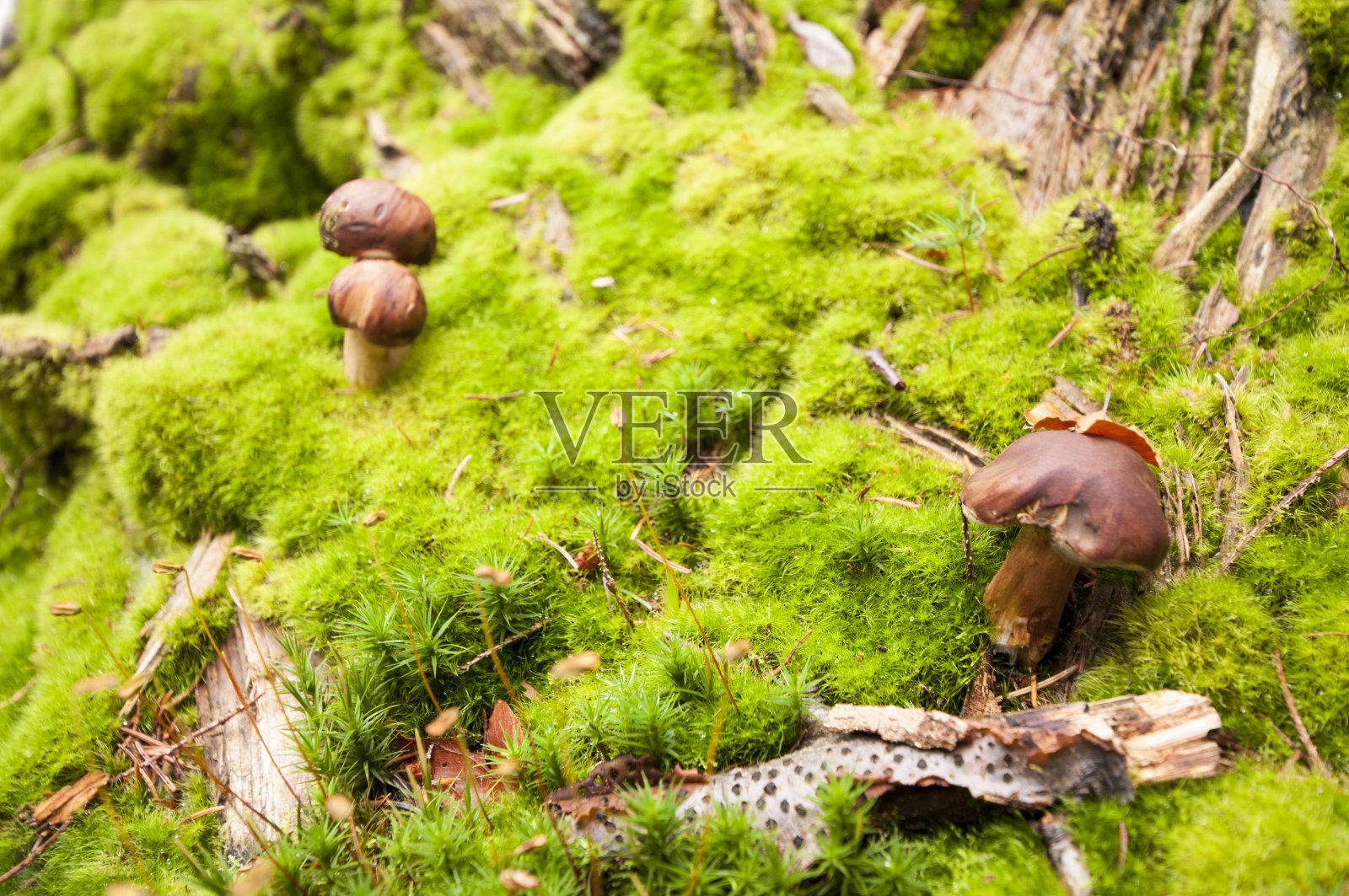 苔藓中的蘑菇照片摄影图片