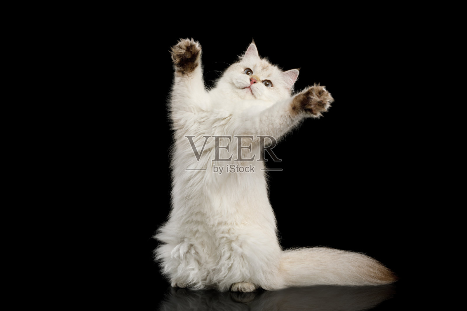 毛茸茸的英国猫白色的颜色孤立的黑色背景照片摄影图片