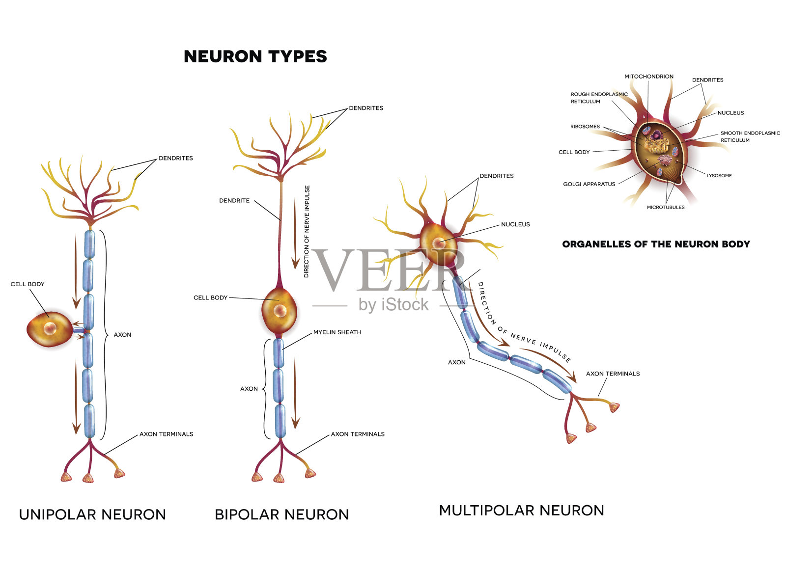 神经细胞类型和细胞器插画图片素材