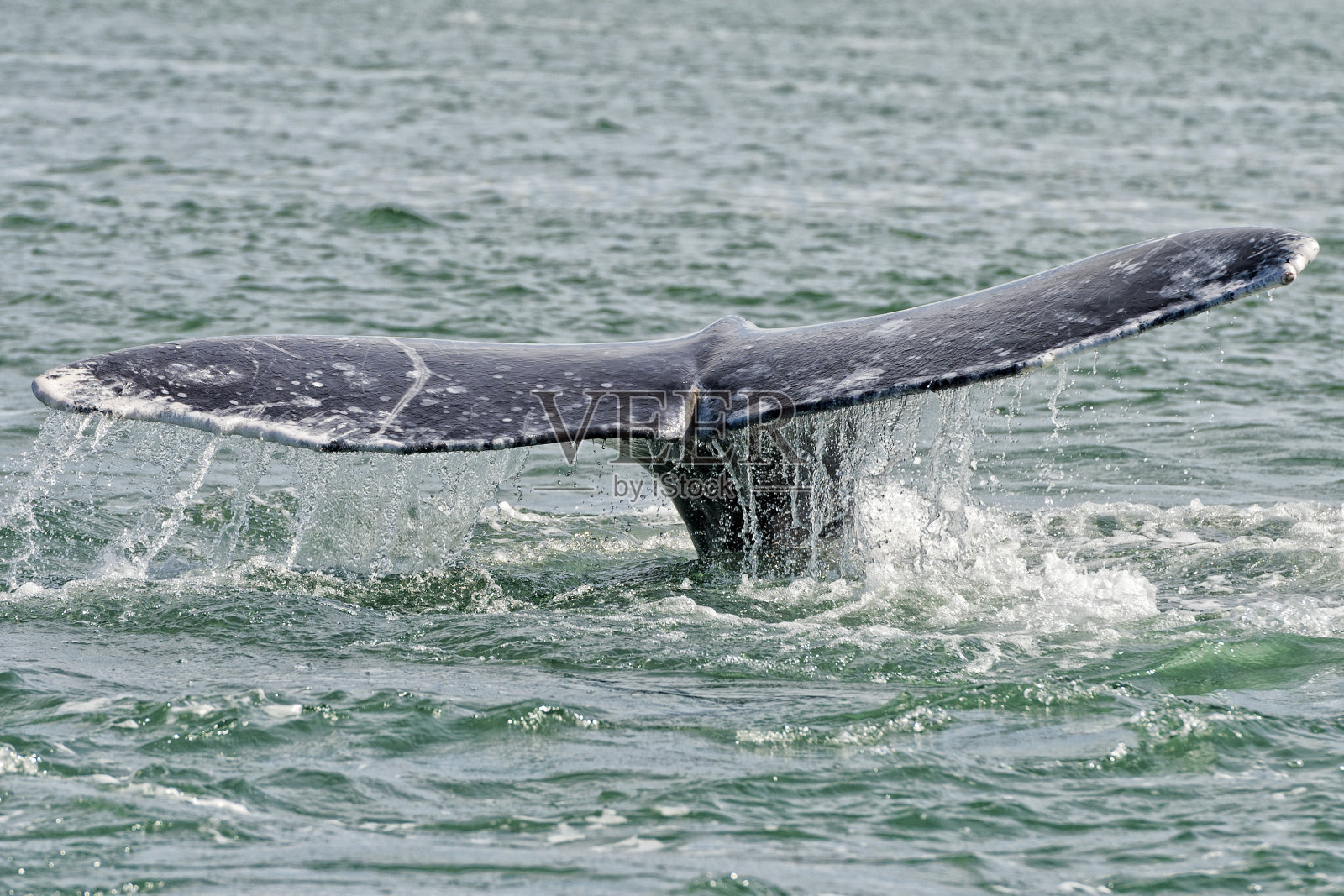 灰鲸尾巴在太平洋沉没照片摄影图片