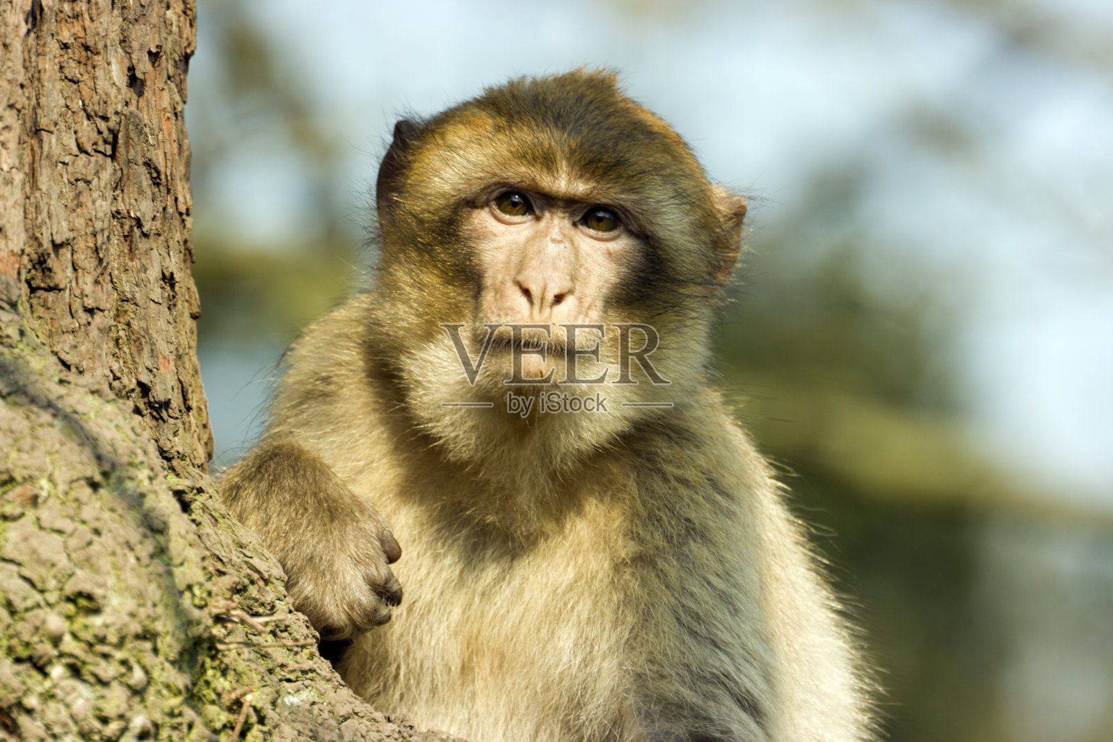 巴巴里猕猴的特写镜头看着镜头。照片摄影图片