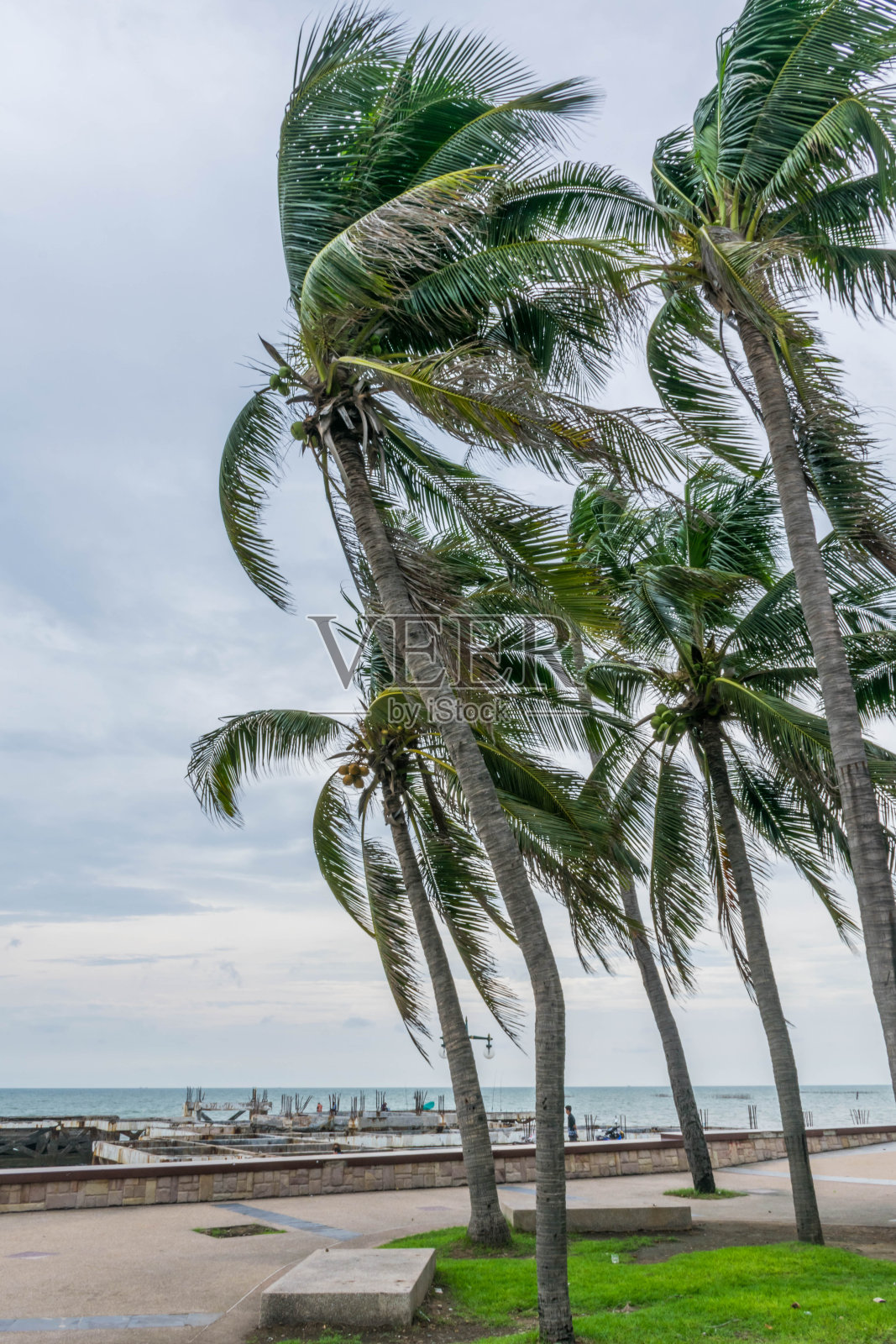 风吹着椰子树照片摄影图片