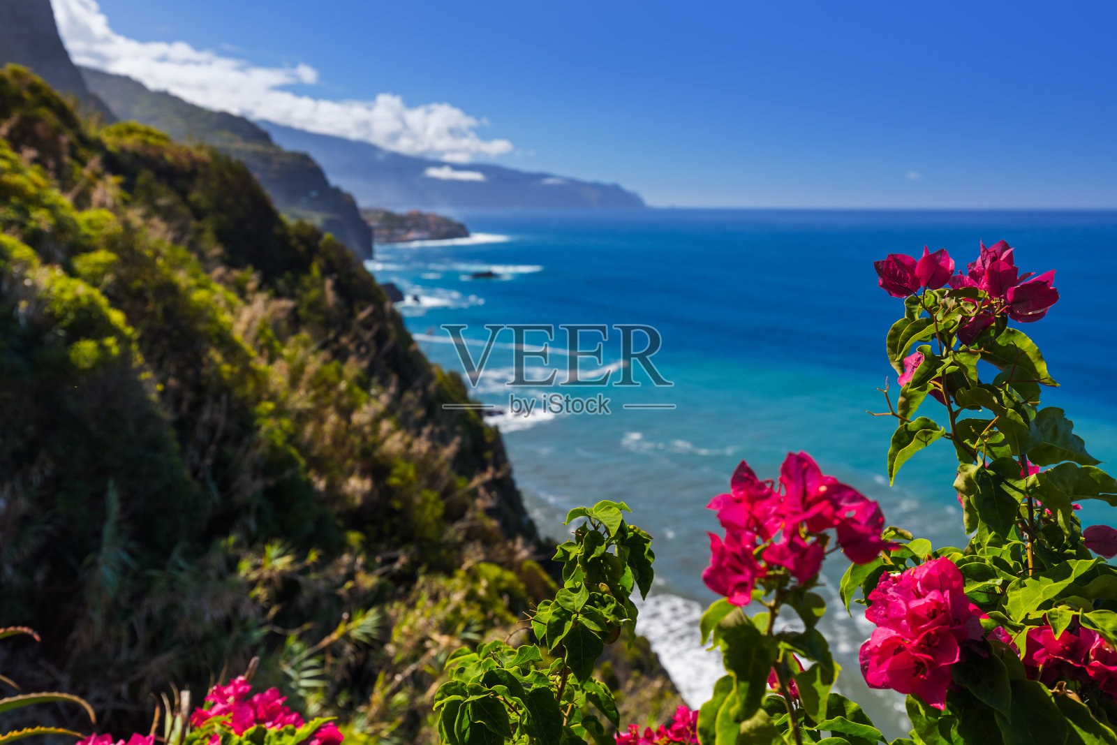 葡萄牙马德拉岛波阿文图拉海岸上的鲜花照片摄影图片
