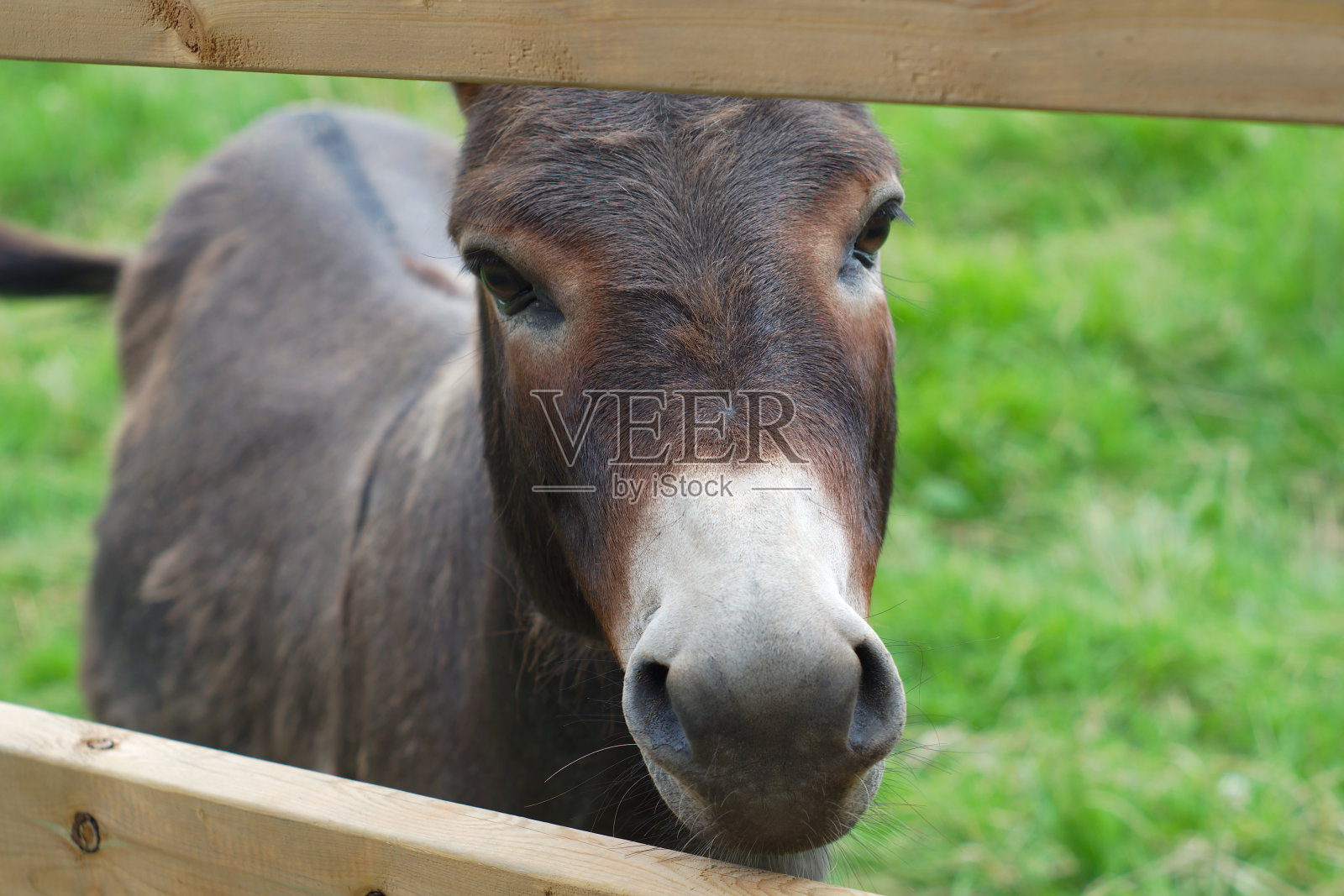 驴的肖像特写下围栏围场绿草农村农村农业照片摄影图片