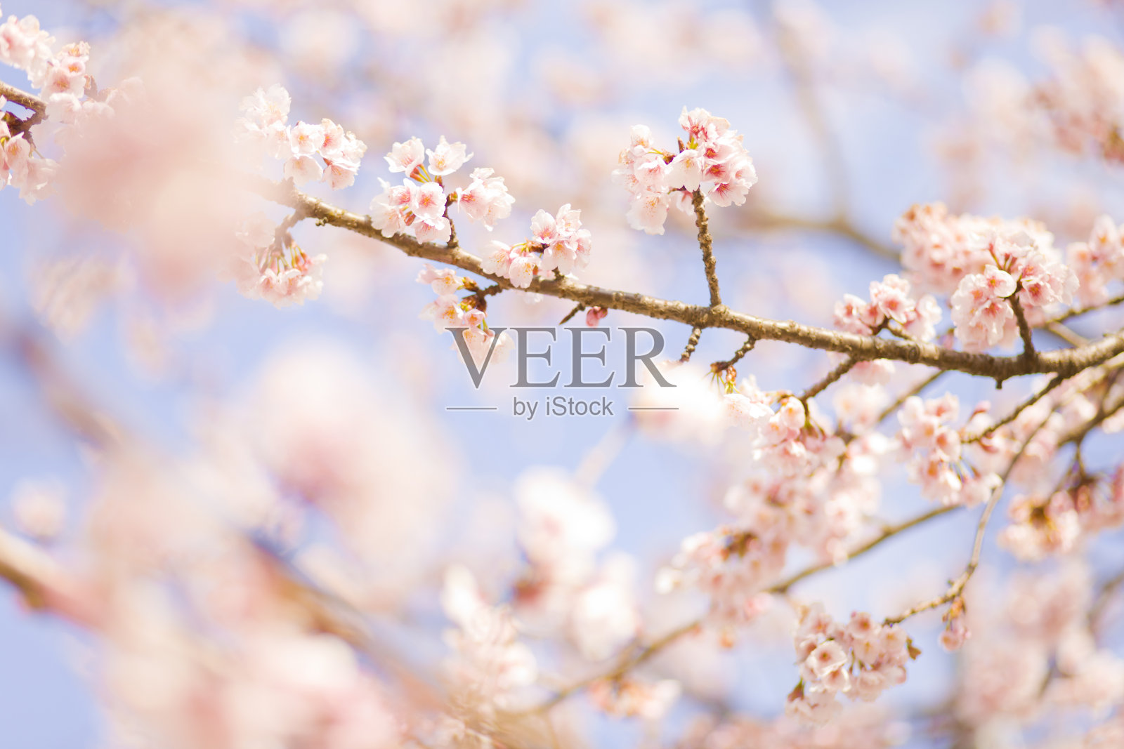 桜の花びら照片摄影图片