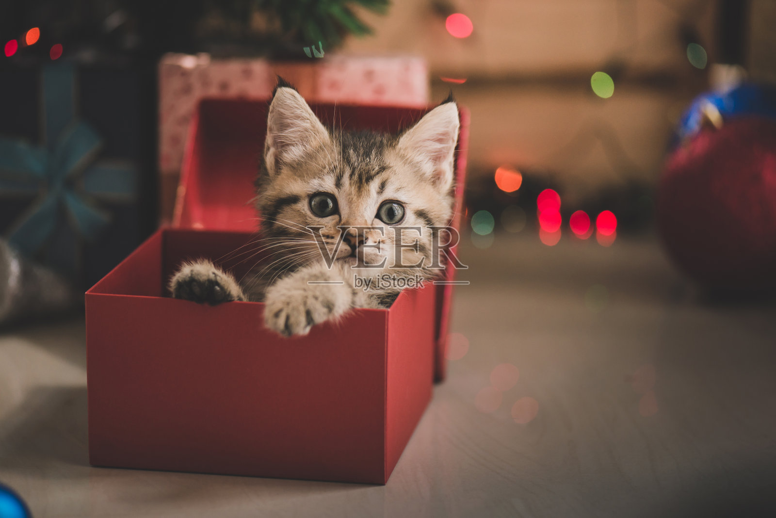 小猫在礼品盒里玩耍照片摄影图片