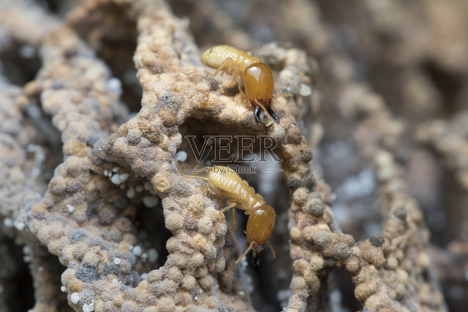 东南亚自然背景下的白蚁与白蚁丘。照片摄影图片