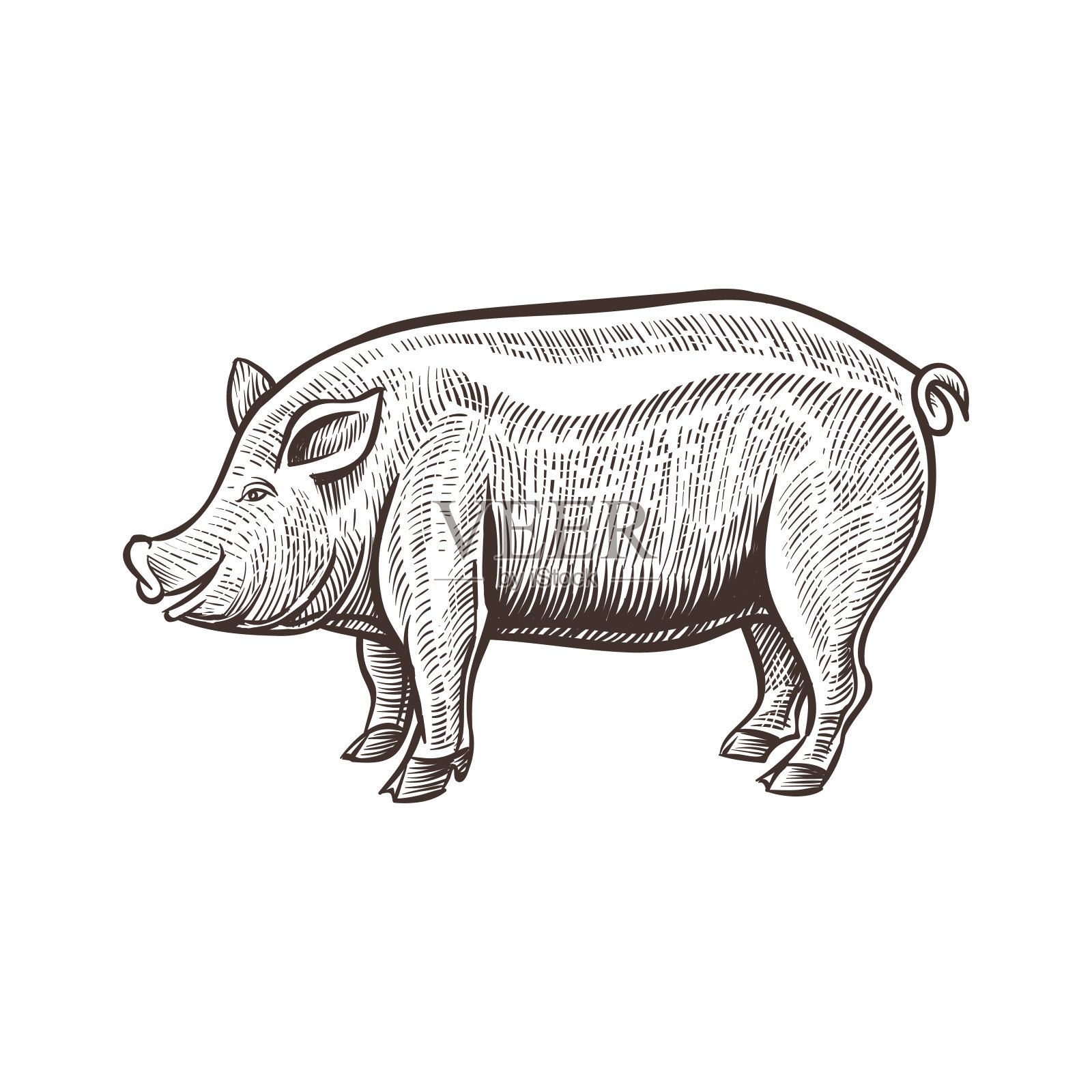 农场猪的动物素描，孤立的猪肉在白色的背景。复古风格设计元素图片