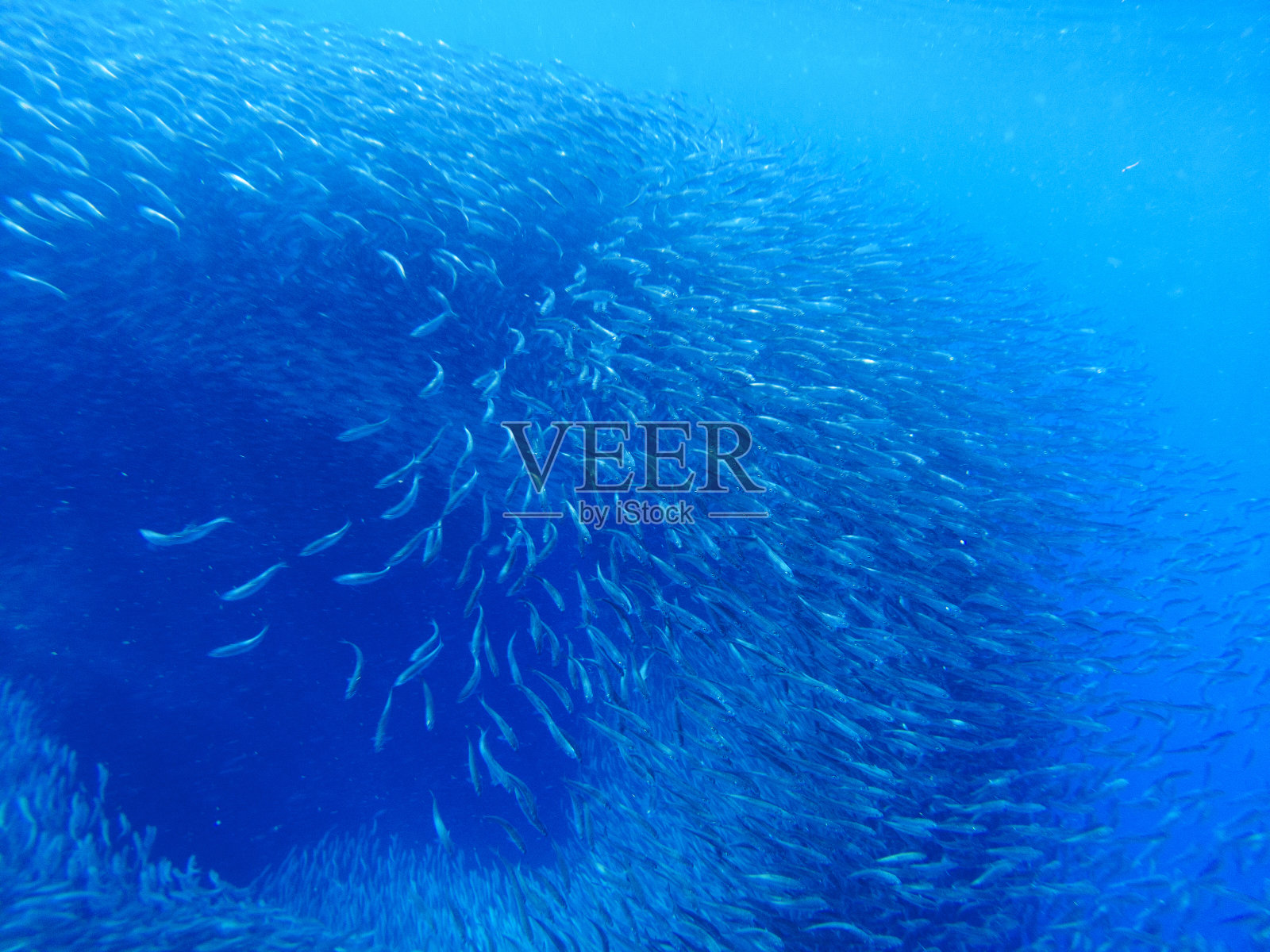 沙丁鱼聚集在蓝色的海水中。巨大的鱼群在海底的照片。照片摄影图片