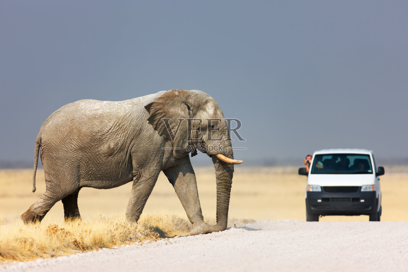 大象穿越道路照片摄影图片