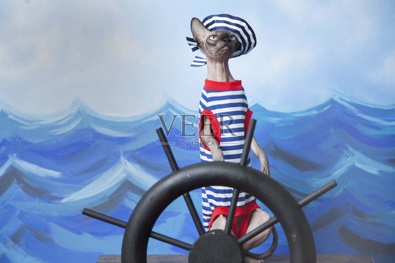 斯芬克斯猫穿着水手服，脱了衬衫和水手帽帮助一艘船照片摄影图片