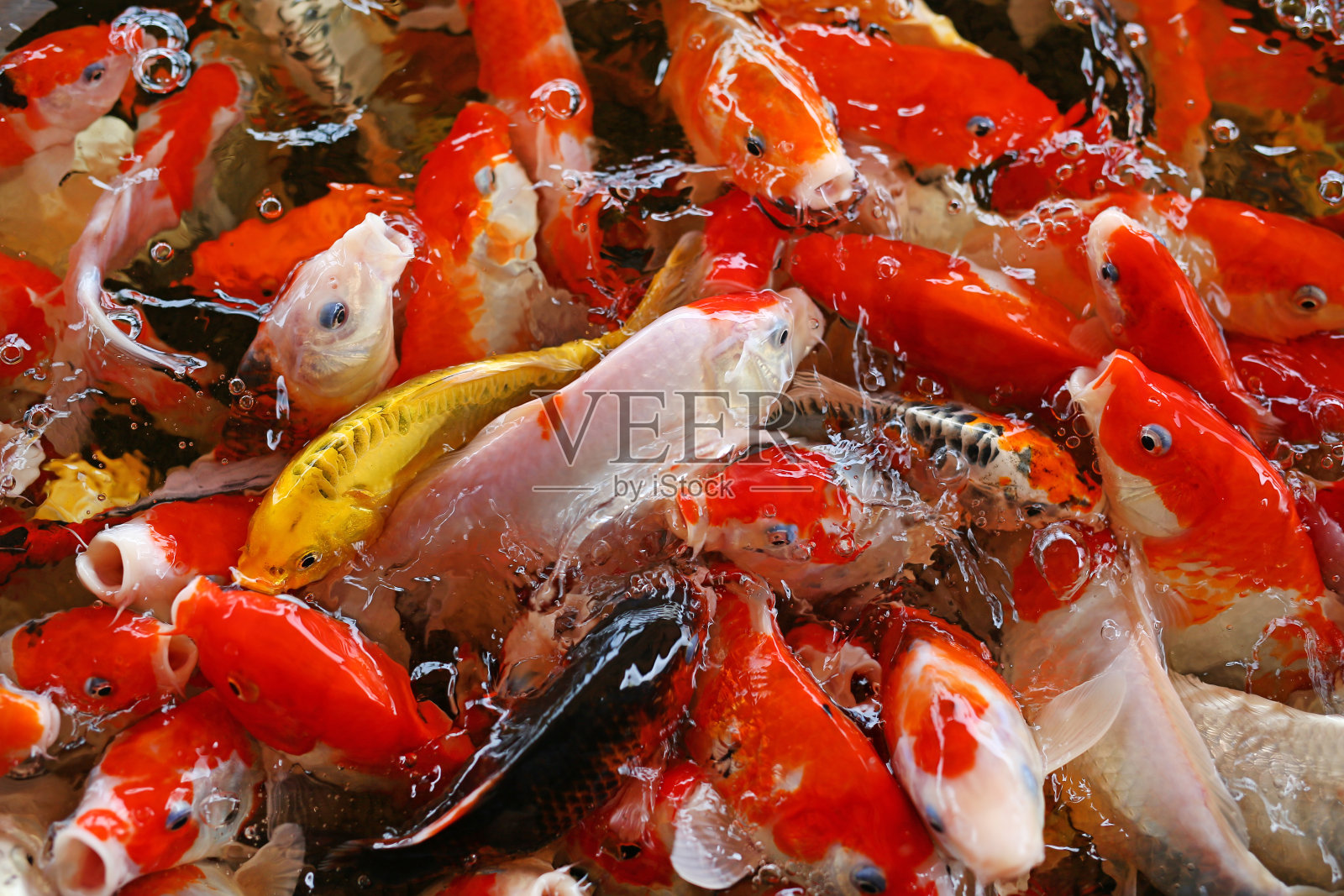 锦鲤鱼日本游泳(鲤)美丽的颜色背景。照片摄影图片