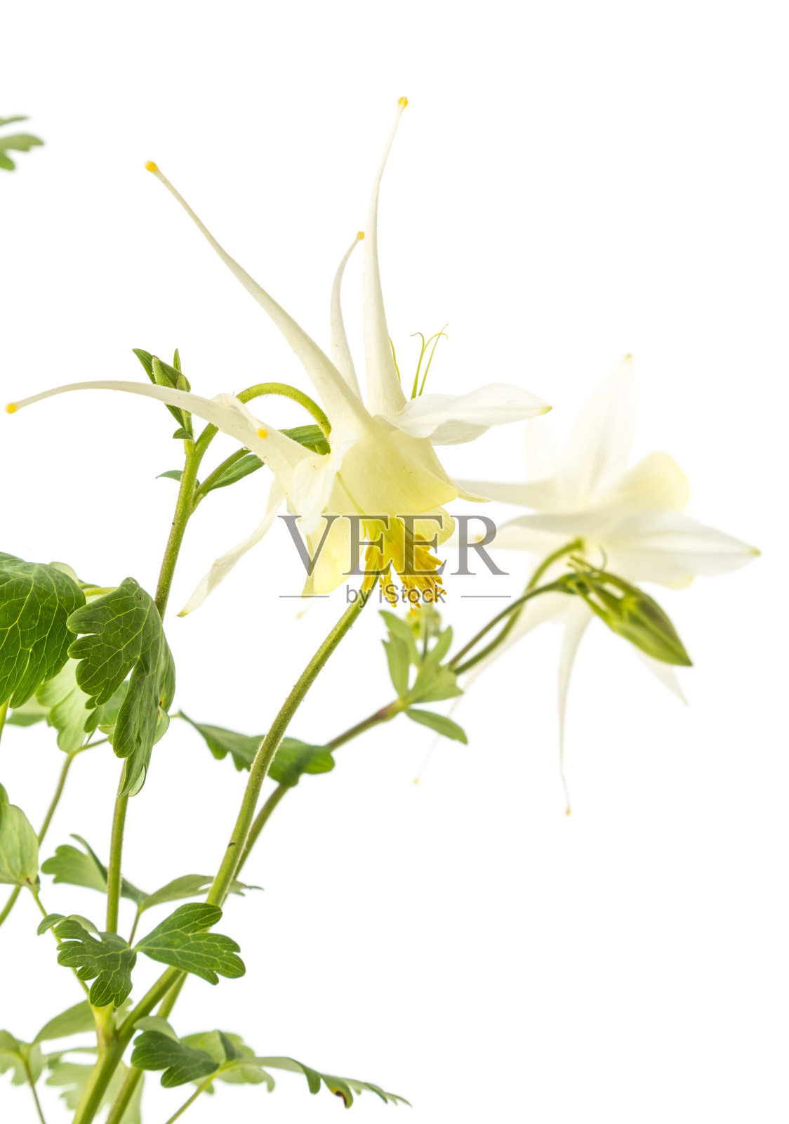 白色耧斗菜花(aquilegigal)在白色的背景照片摄影图片