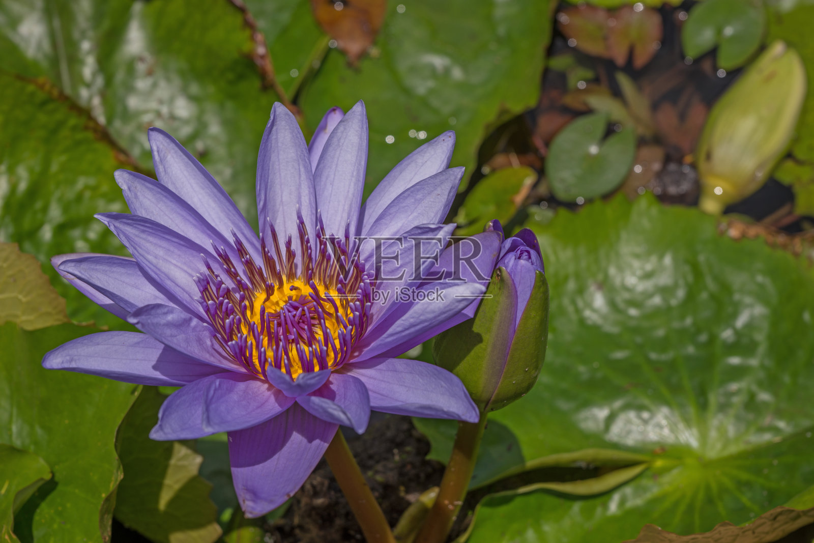 马提尼克岛巴拉塔花园的睡莲花照片摄影图片