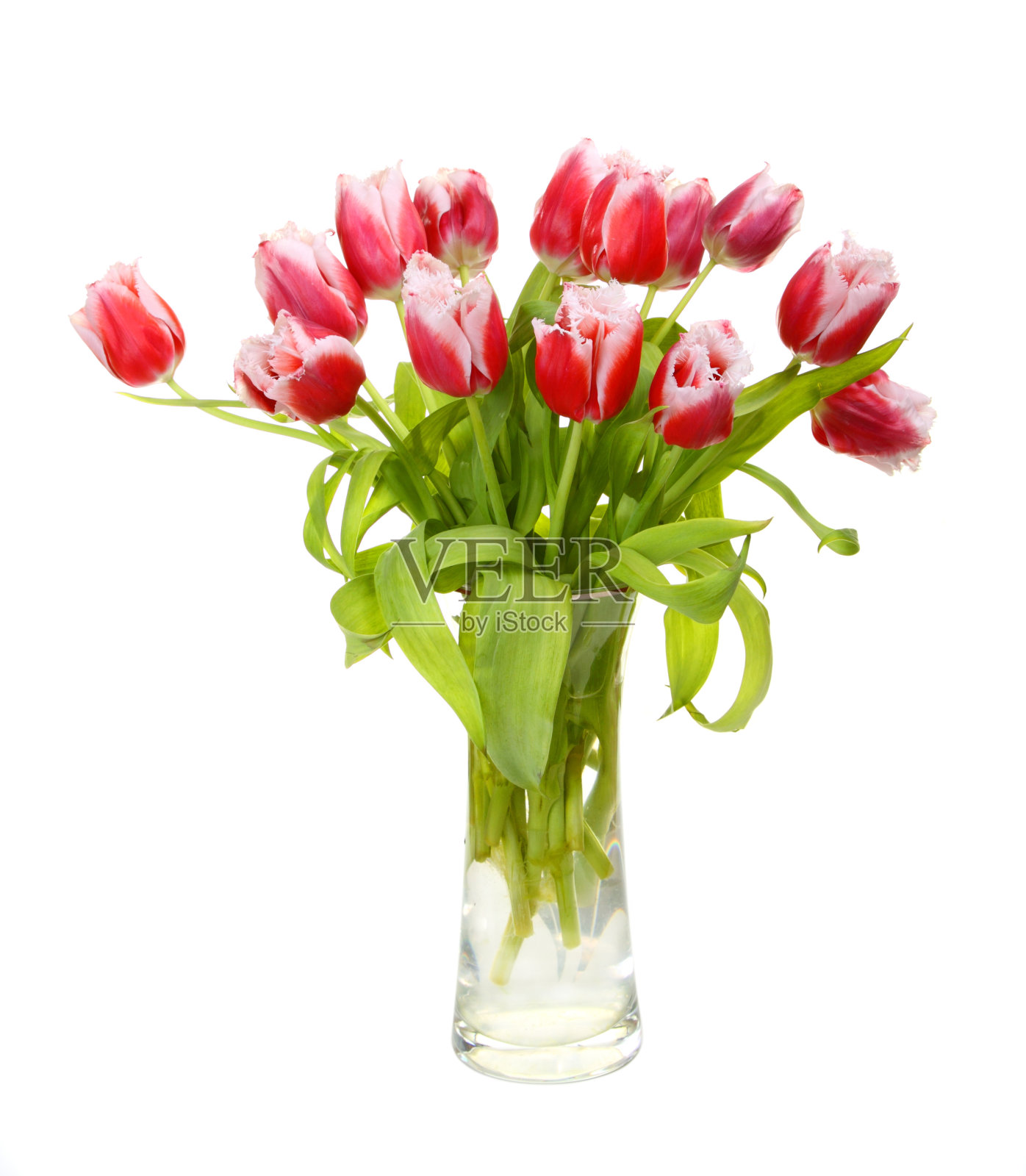 粉红色的郁金香在花瓶里，孤立在白色上照片摄影图片