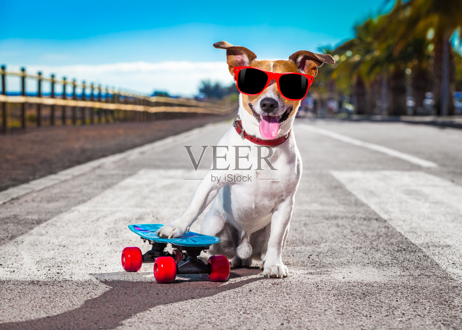 滑板上的溜冰狗照片摄影图片
