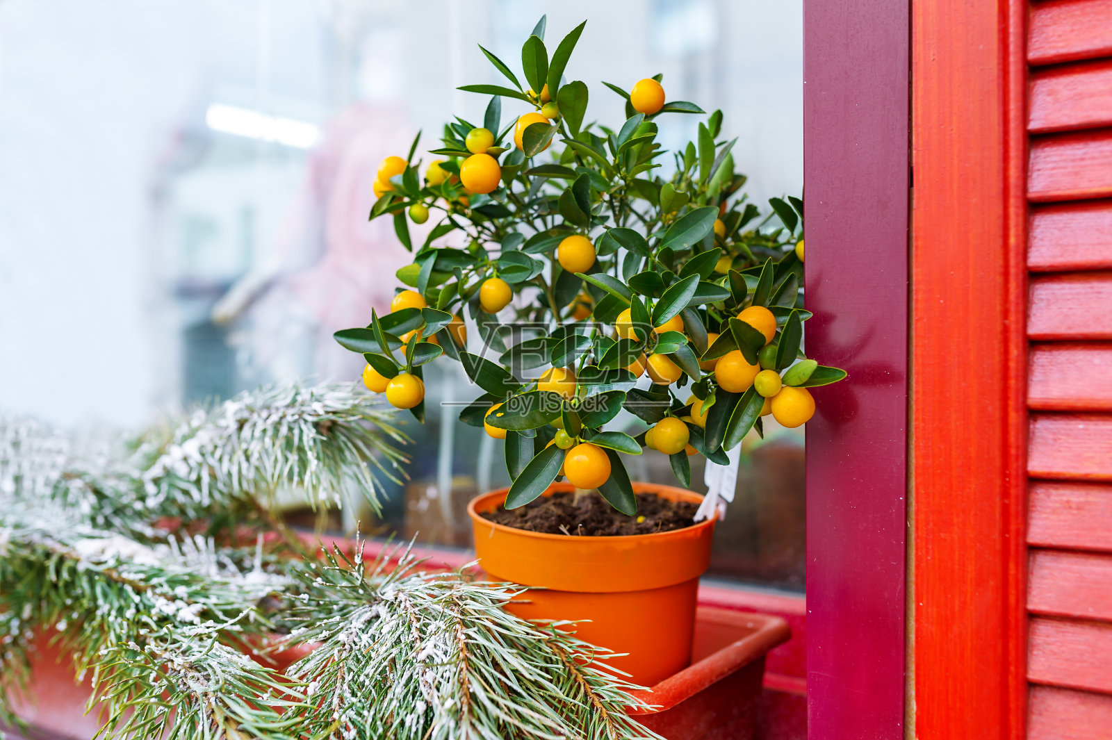 花盆里的小橘子树。照片摄影图片