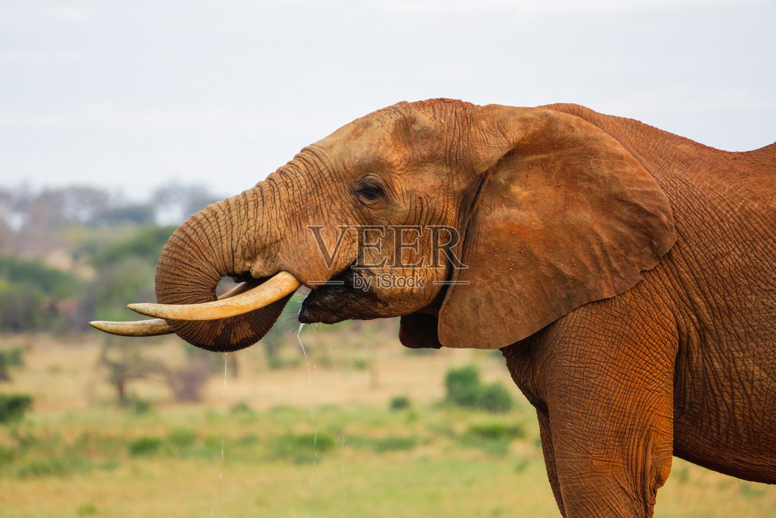 察沃东部国家公园的红象。肯尼亚。照片摄影图片