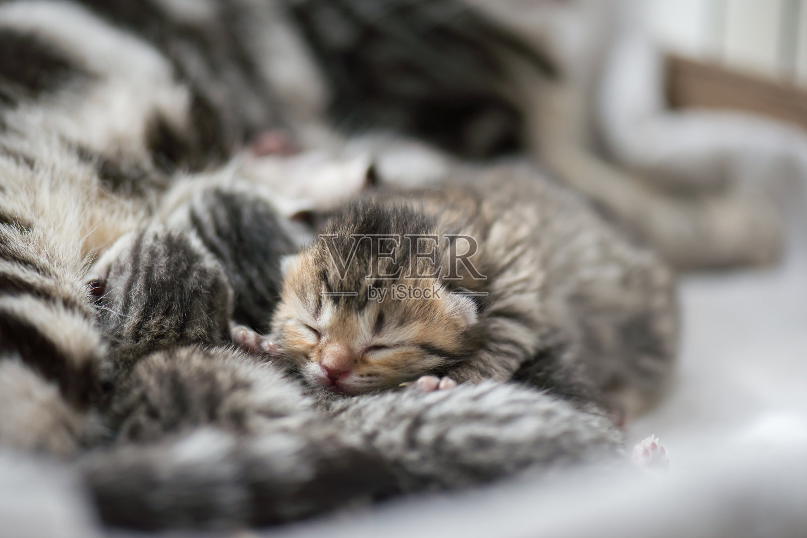 可爱的新生虎斑猫和妈妈睡觉照片摄影图片