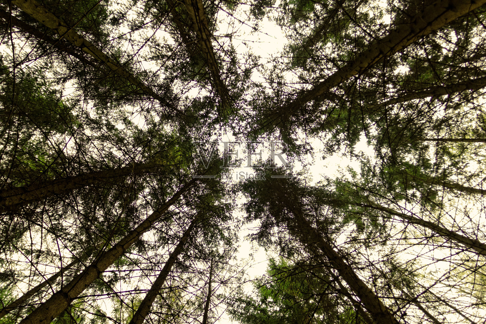 大树向天生长照片摄影图片