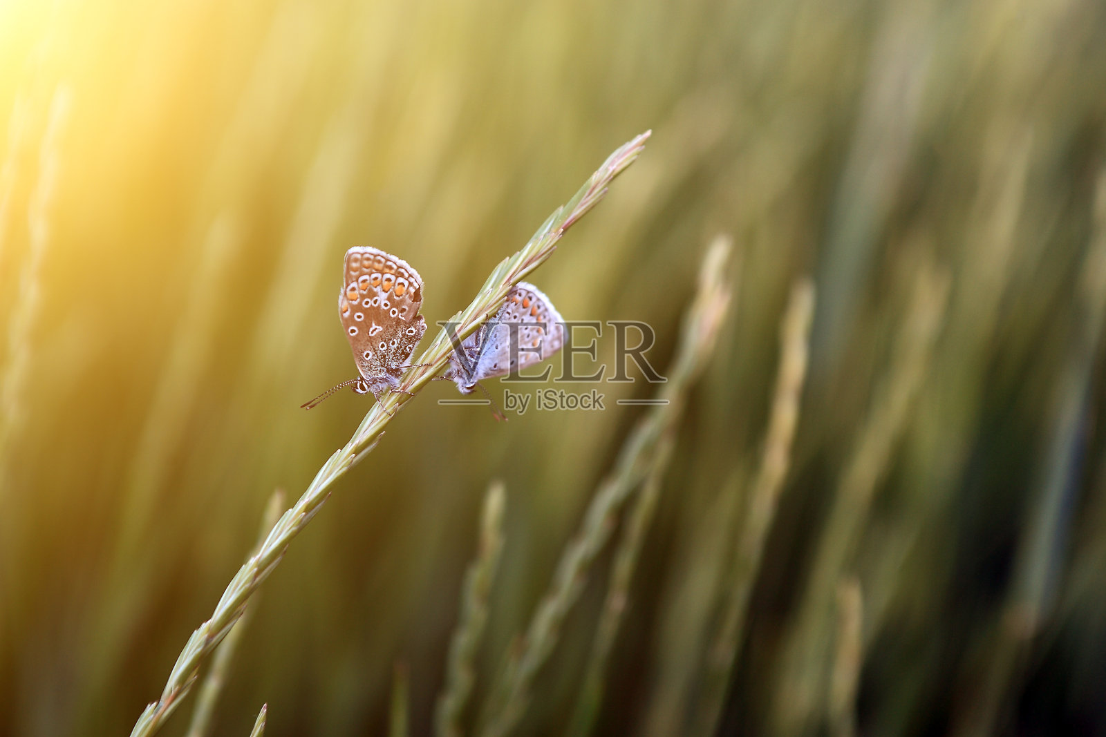 蝴蝶在日落。照片摄影图片