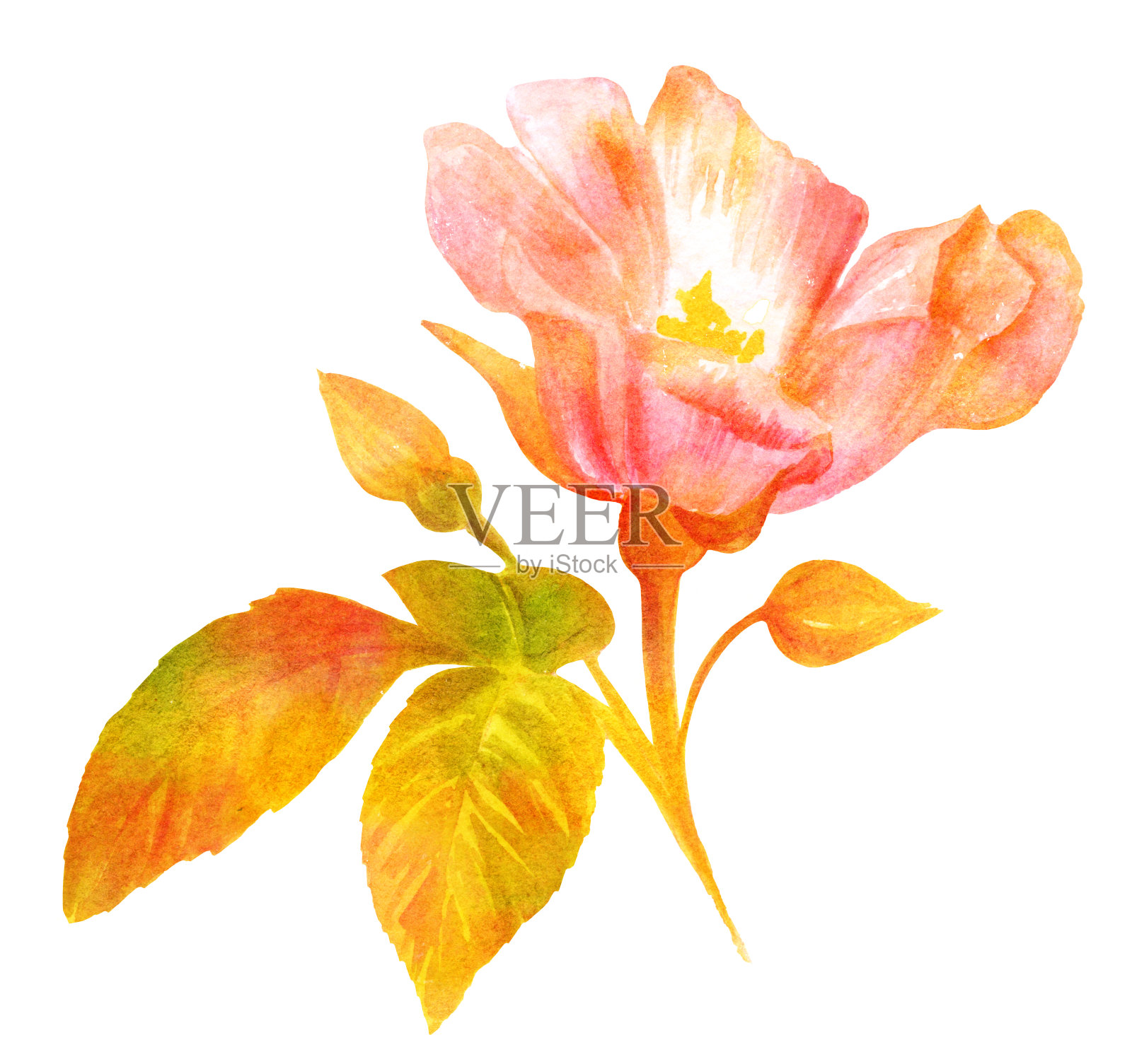 水彩画，盛开的玫瑰，复古植物艺术，金色插画图片素材
