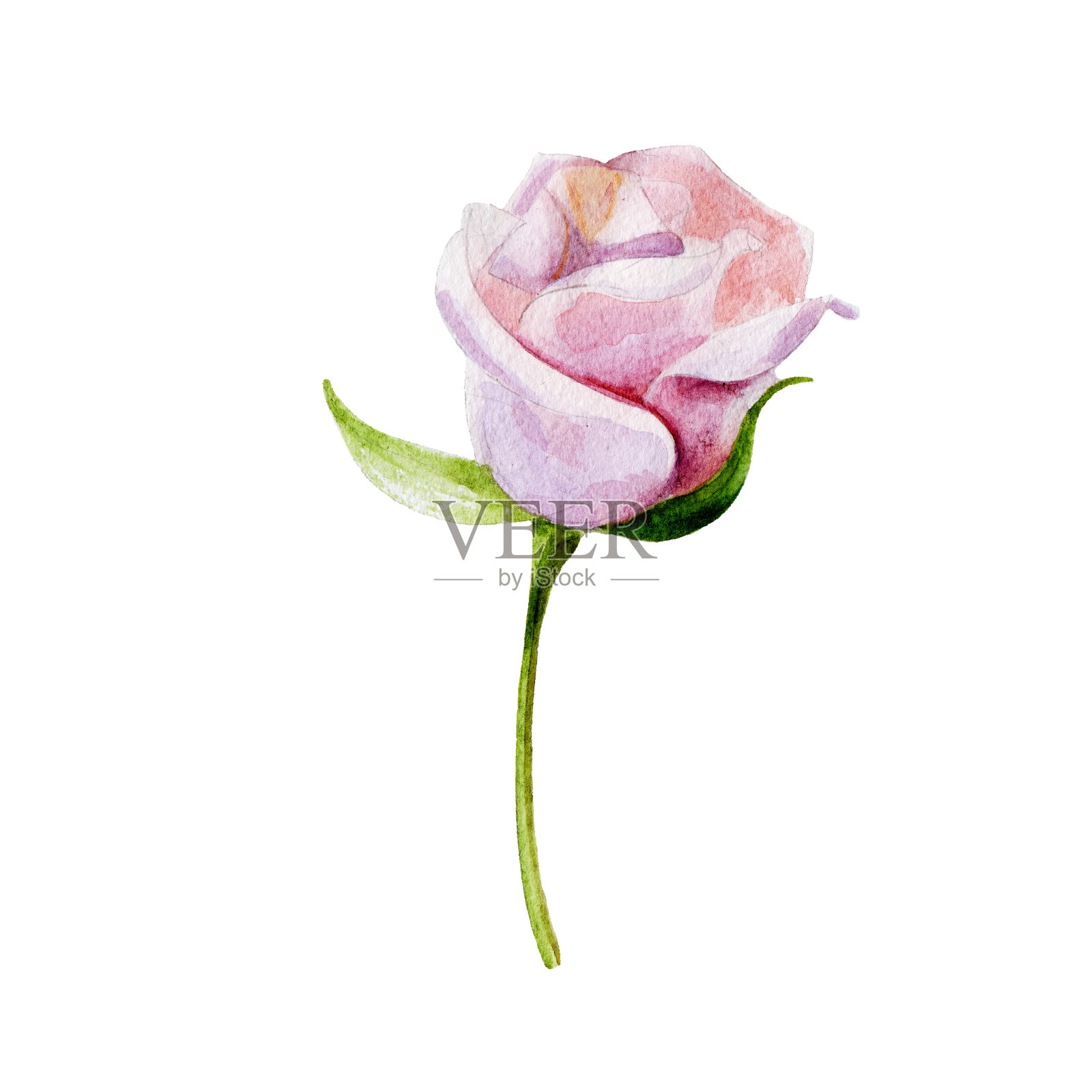 粉红色的玫瑰花孤立在白色的背景，水彩插图在手绘风格。插画图片素材