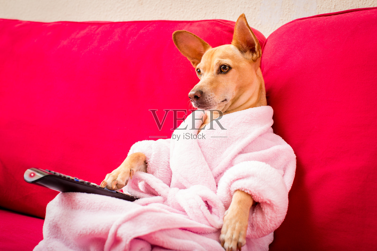 狗狗在沙发上看电视照片摄影图片