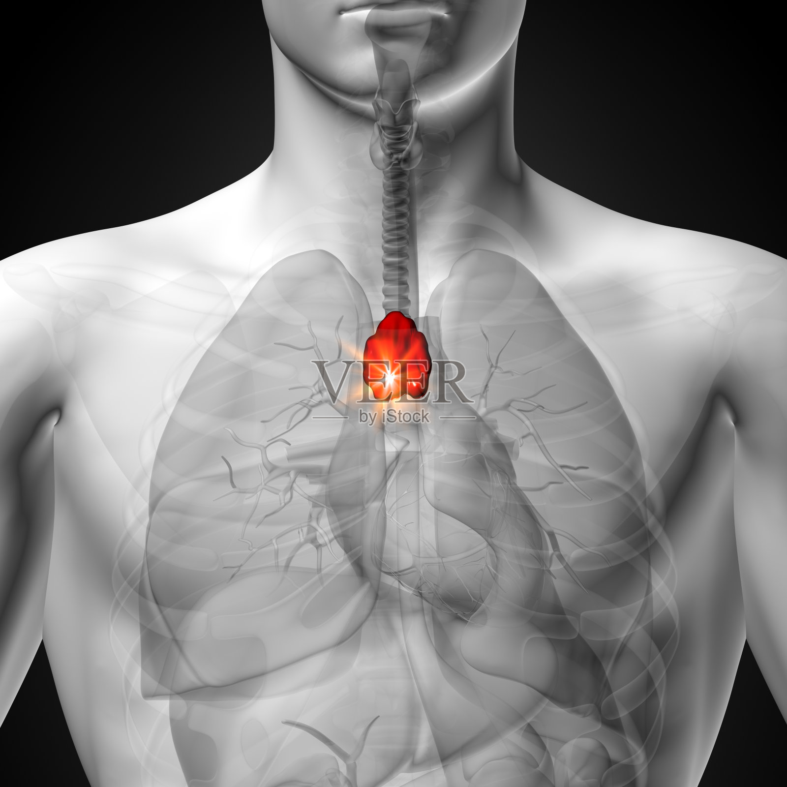 胸腺。男性人体器官解剖。x光透视照片摄影图片