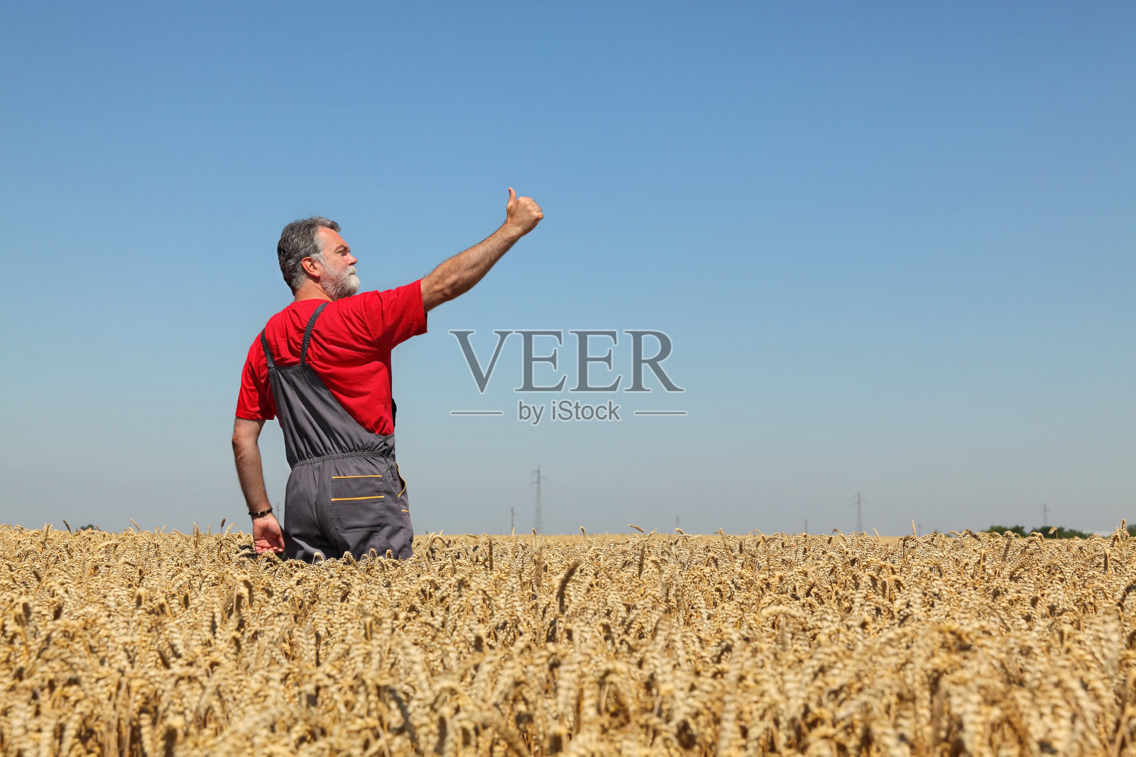 农业，农民在麦田里竖起大拇指照片摄影图片