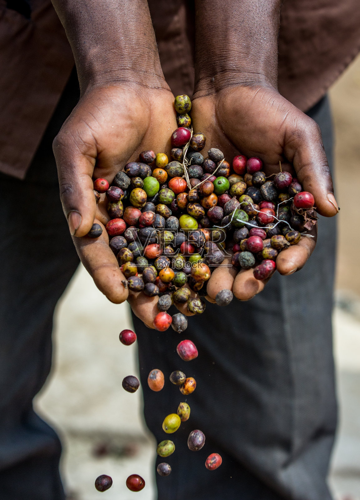 成熟的咖啡粒在一个人的手掌宽度。东非。咖啡种植园。照片摄影图片