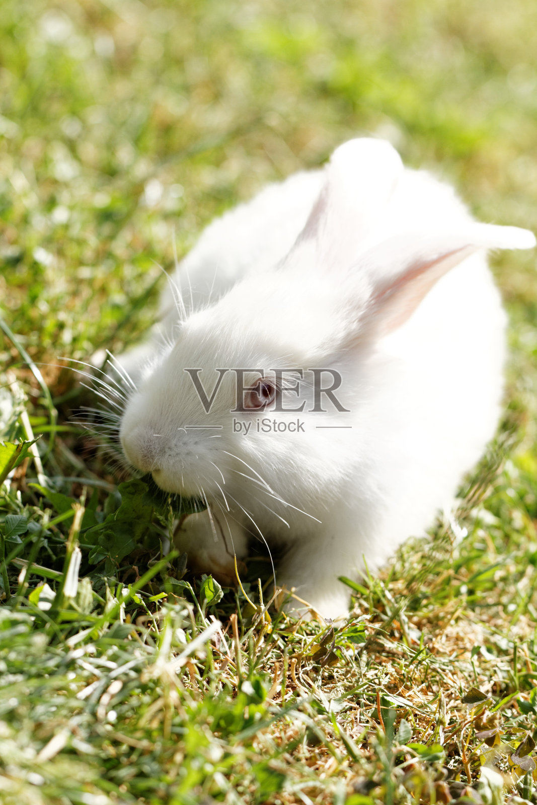 白色的兔子照片摄影图片