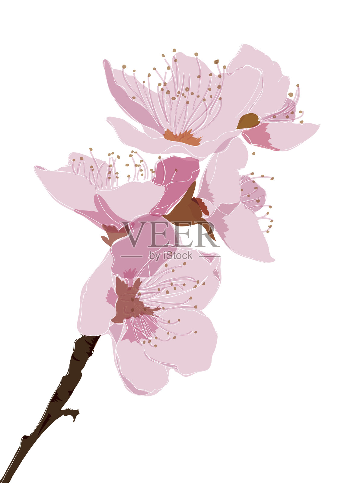 樱花向量背景。粉红色的花朵点缀设计元素图片