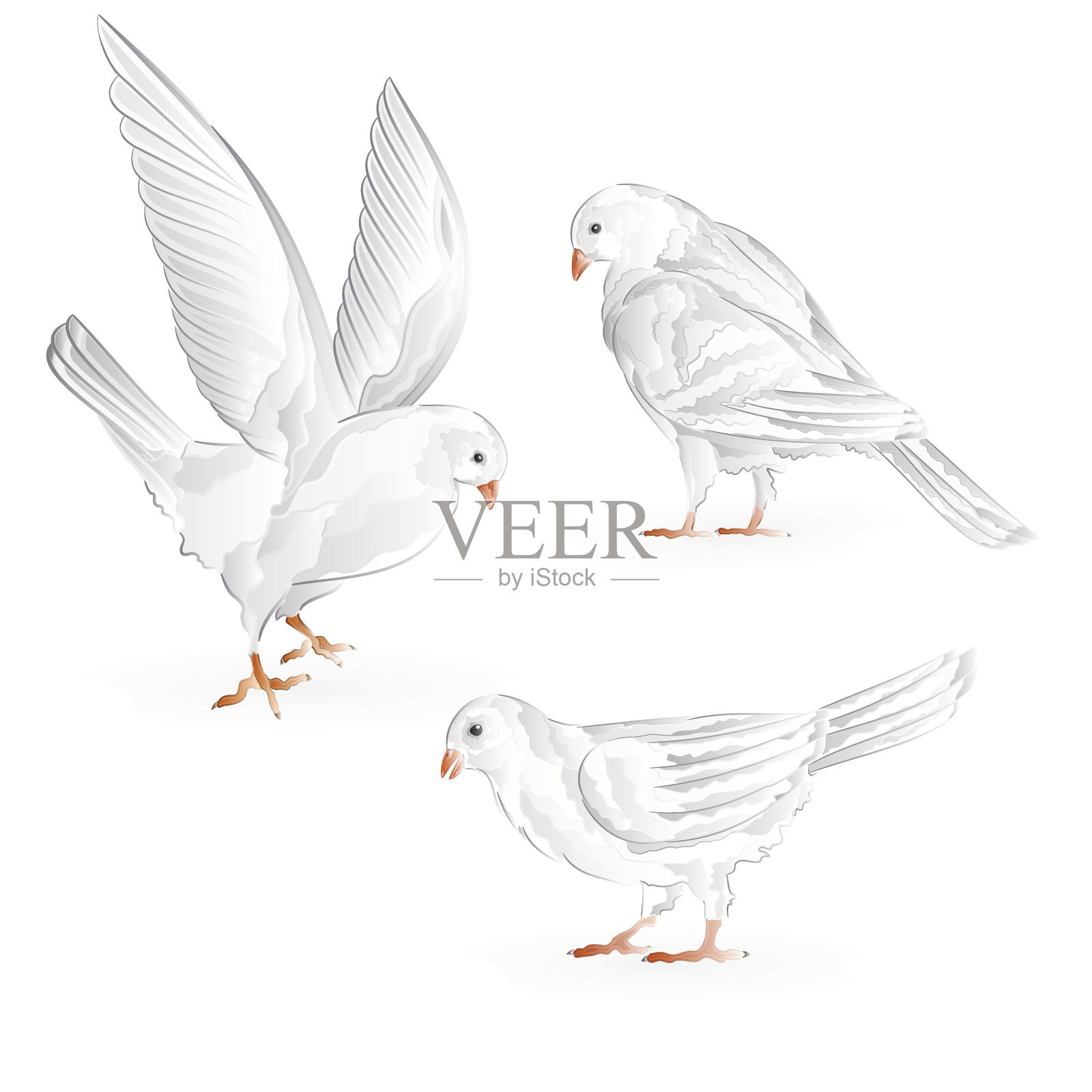 携带白鸽的家禽品种运动鸟复古集七个载体设计元素图片