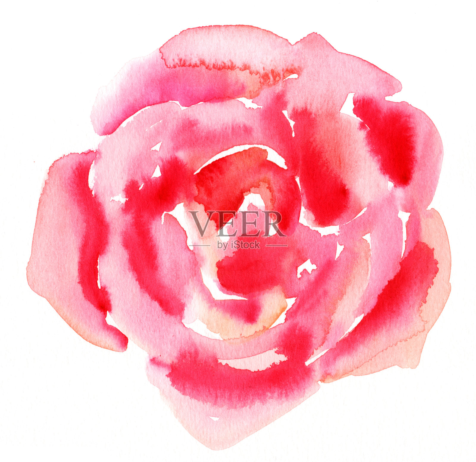 抽象水彩玫瑰在白色的背景插画图片素材