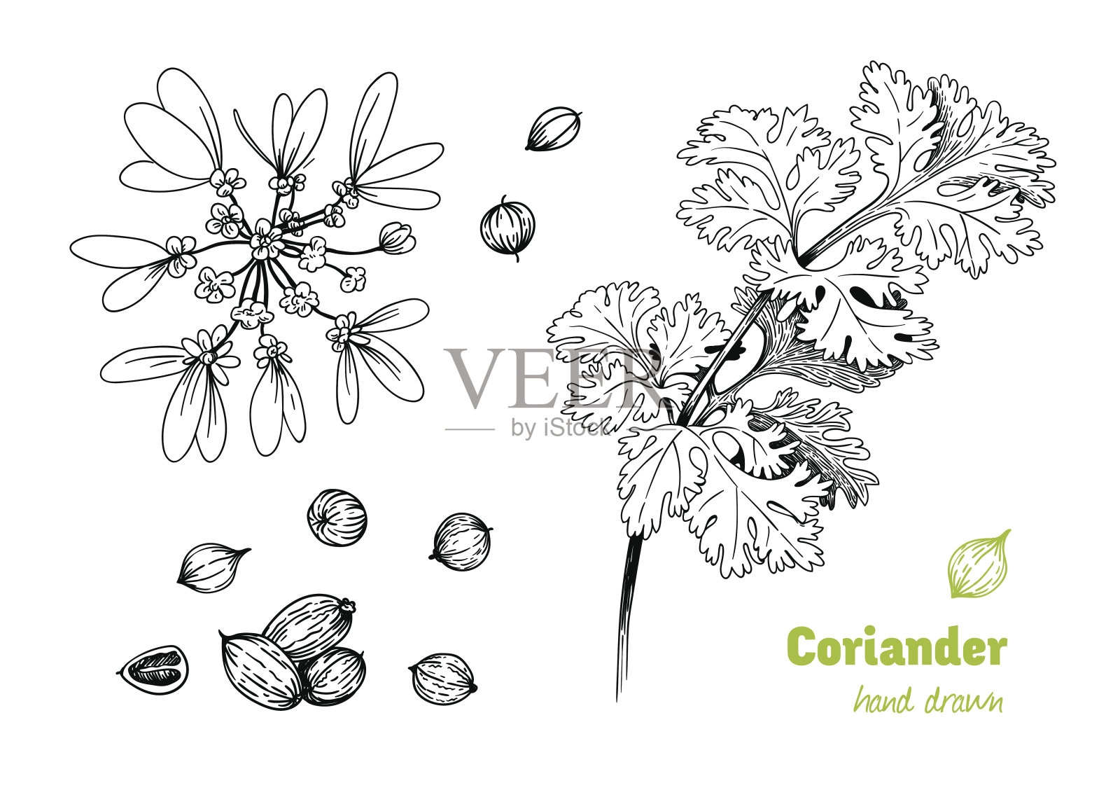 香菜植物，花，叶和种子矢量手绘插图插画图片素材