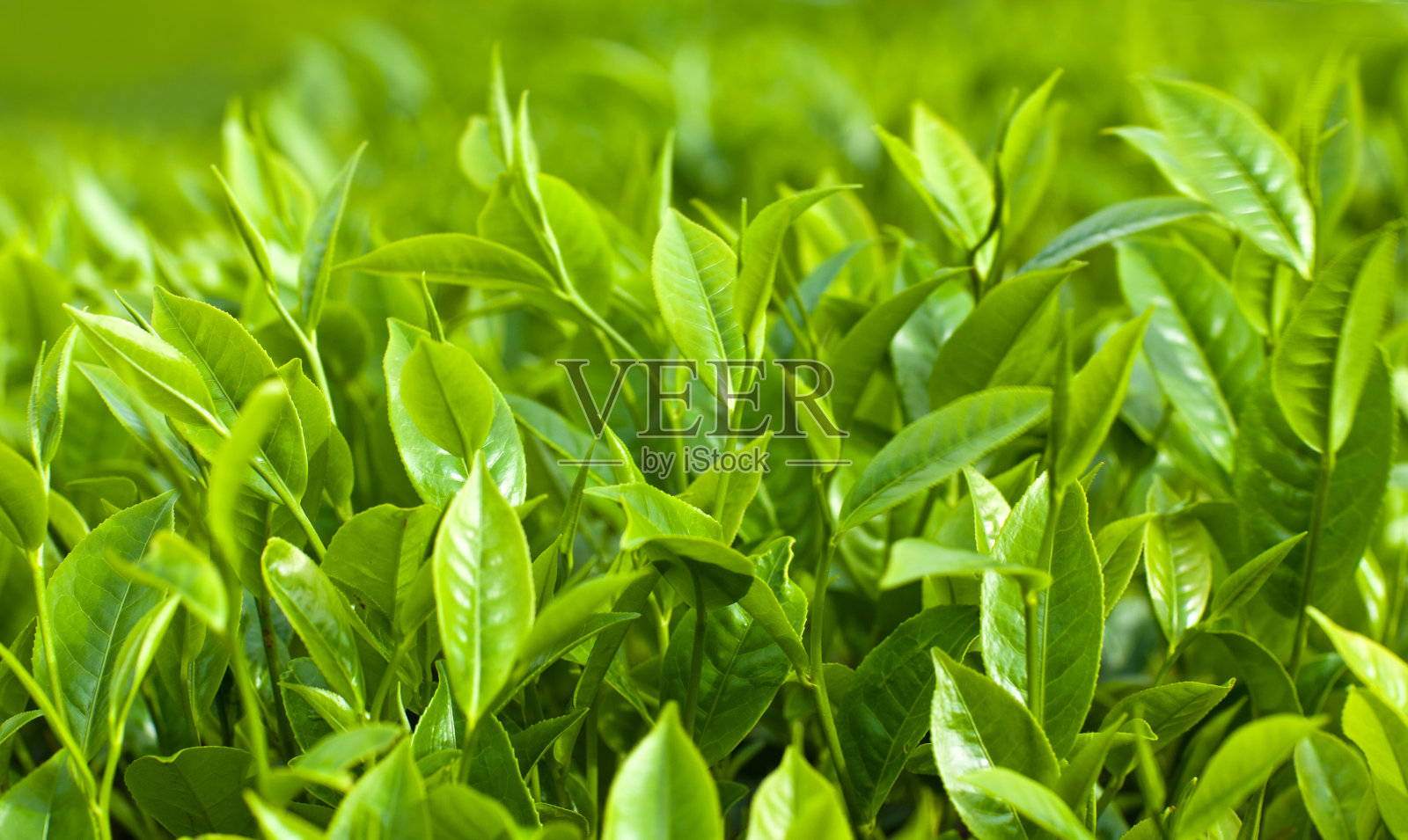 新鲜的绿茶叶子照片摄影图片