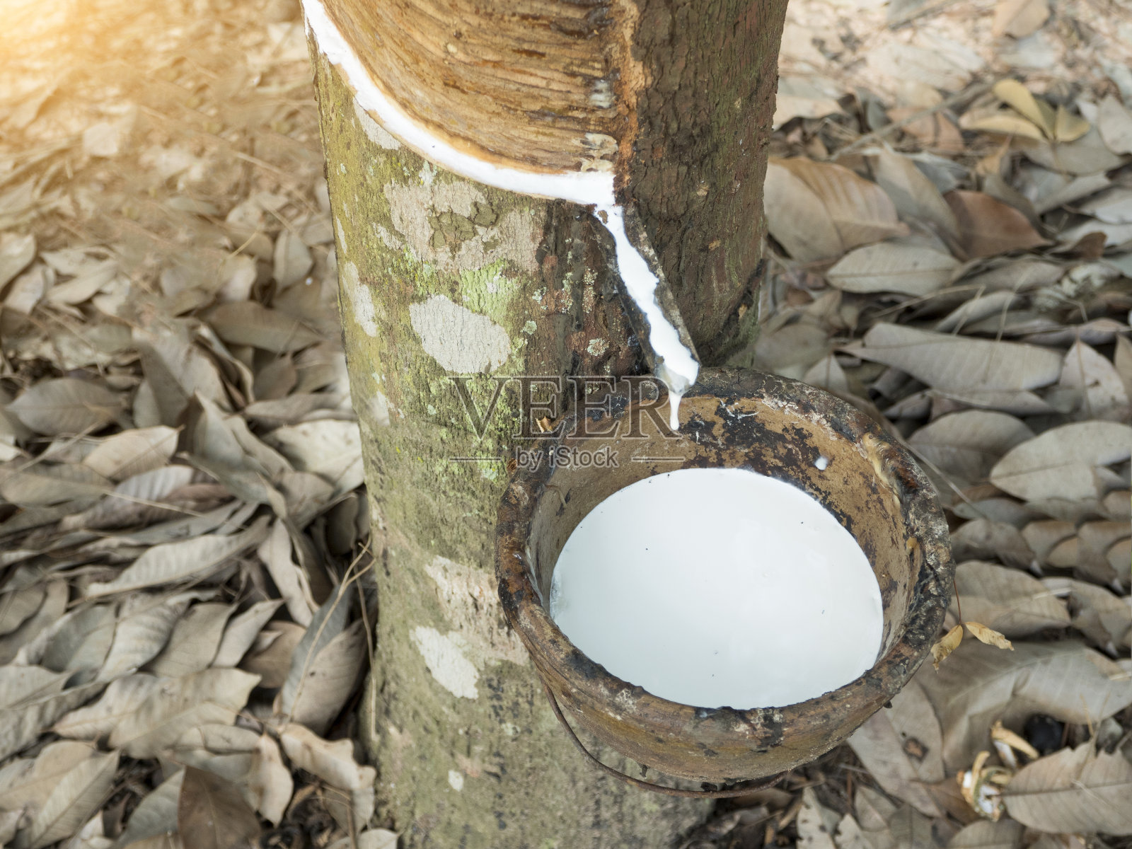 乳白色乳胶提取自天然橡胶树，巴西橡胶树。照片摄影图片