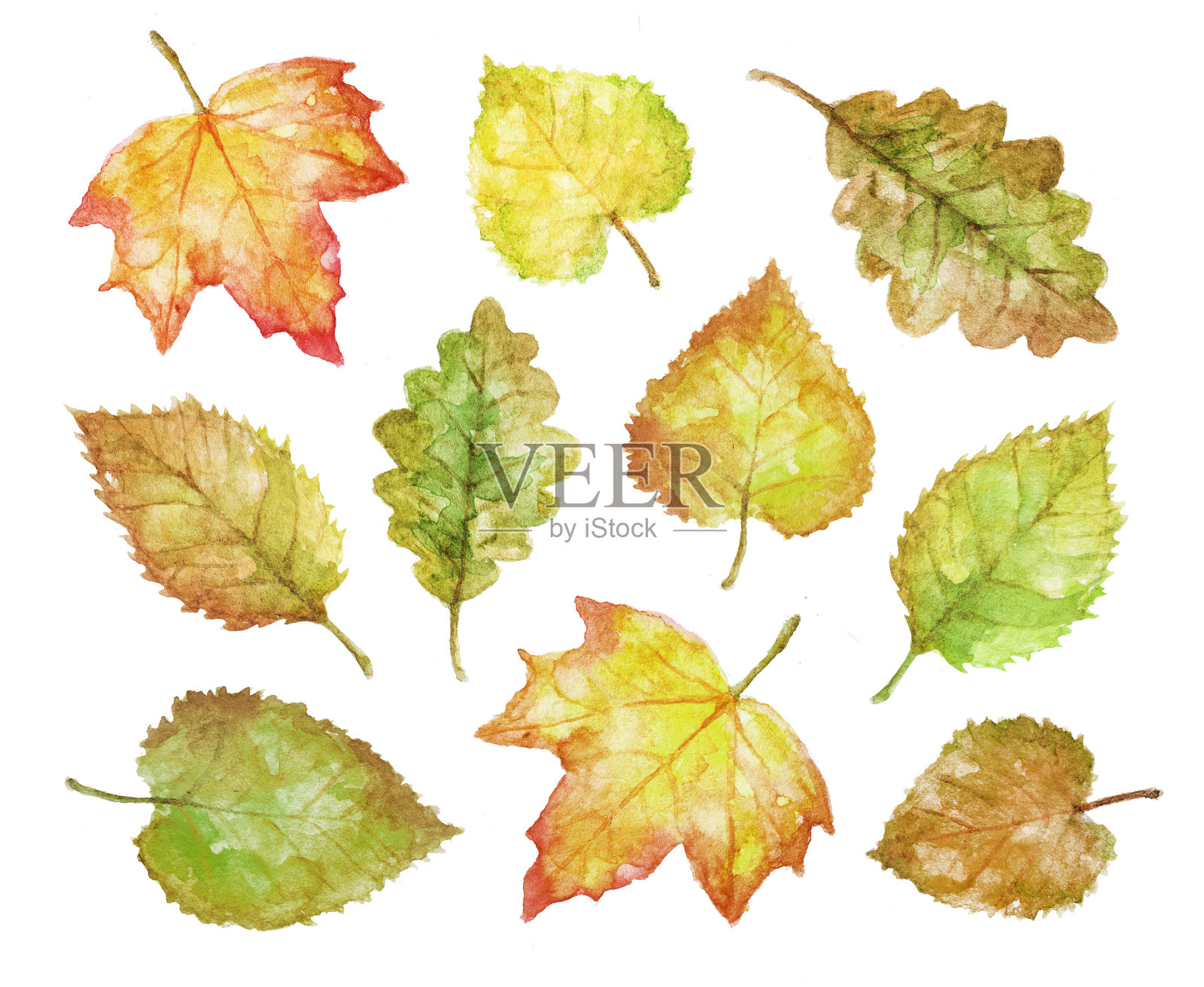 一套手绘的彩色水彩秋叶在白色的背景插画图片素材