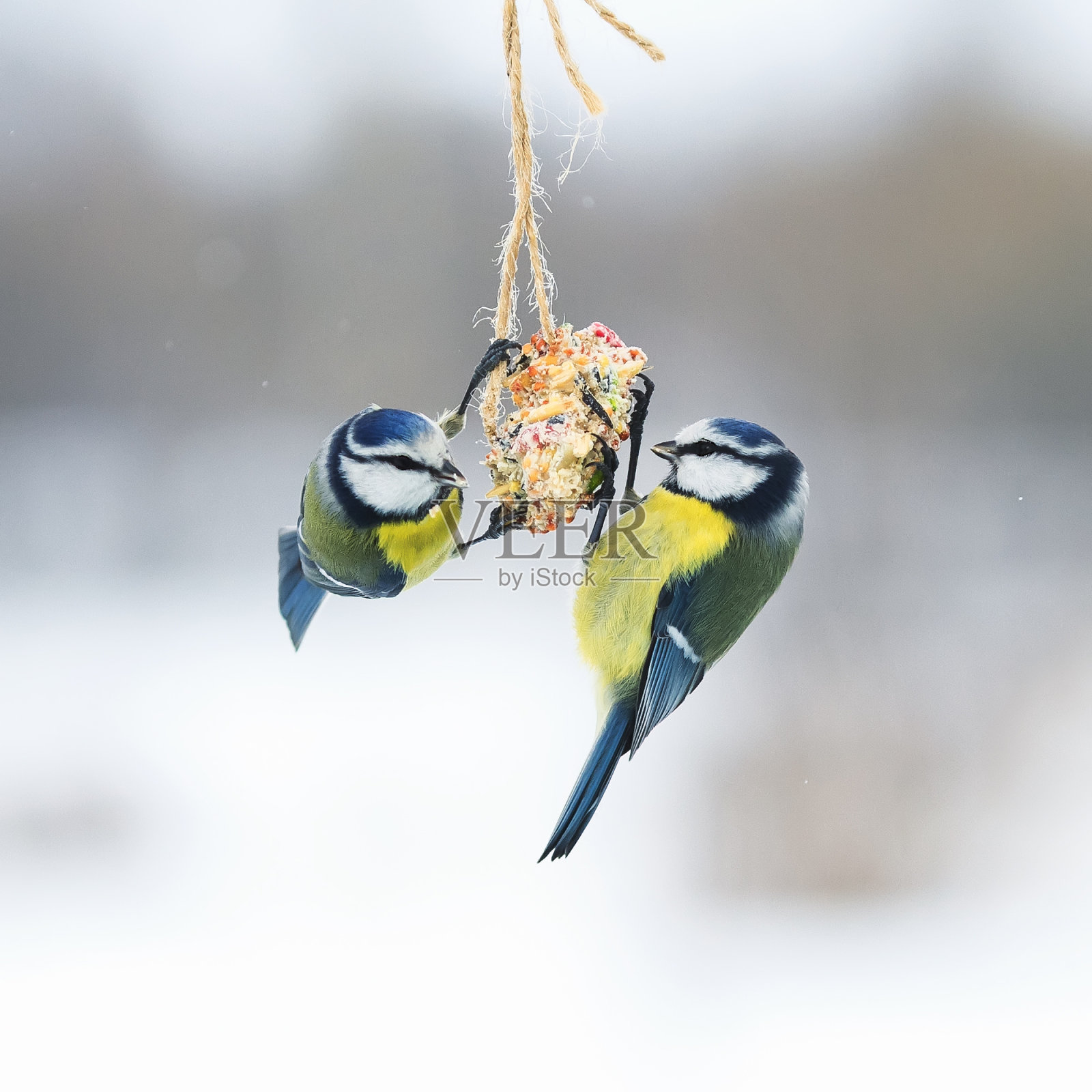 饥肠辘辘的可爱小鸟飞到喂食器旁，在飞行中吃着种子照片摄影图片